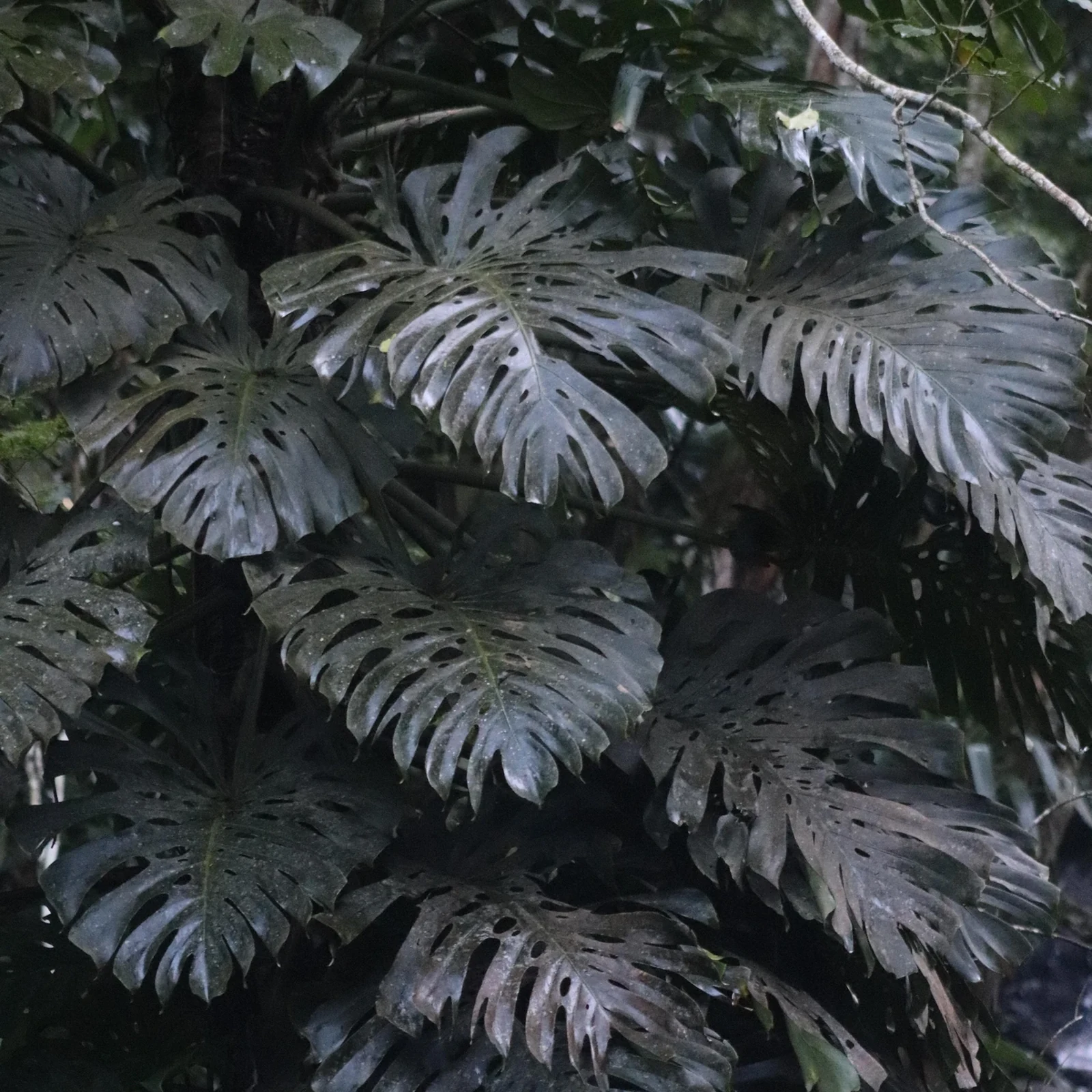 Marchez entre cascades et grottes dans la forêt de Tijuca