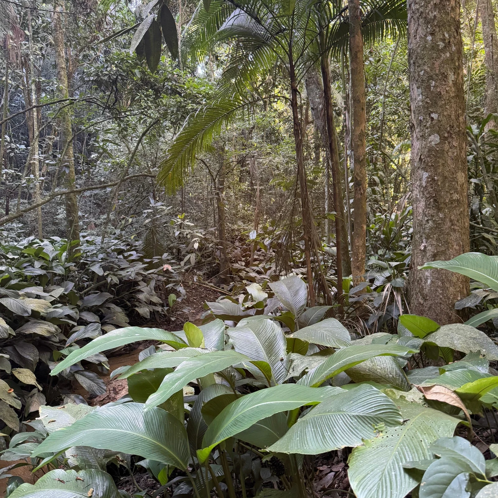 Découvrez la forêt de Tijuca en jeep et à pied