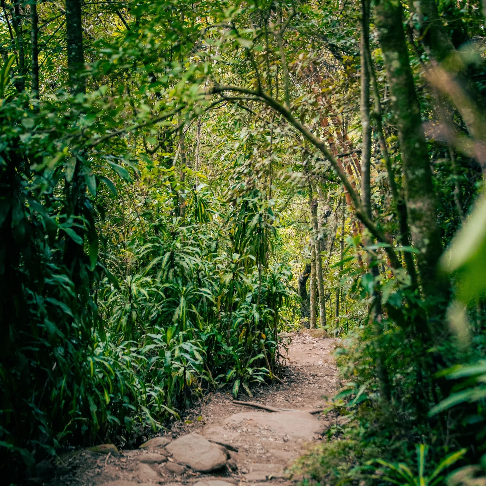 Sommets, grottes et cascades dans le parc national de Tijuca
