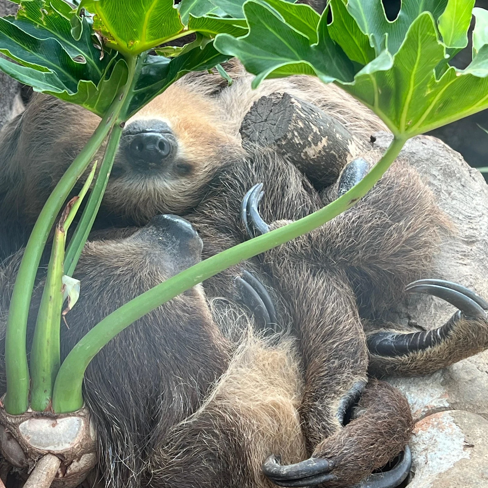 Erkunde den Loro Parque in deinem Tempo