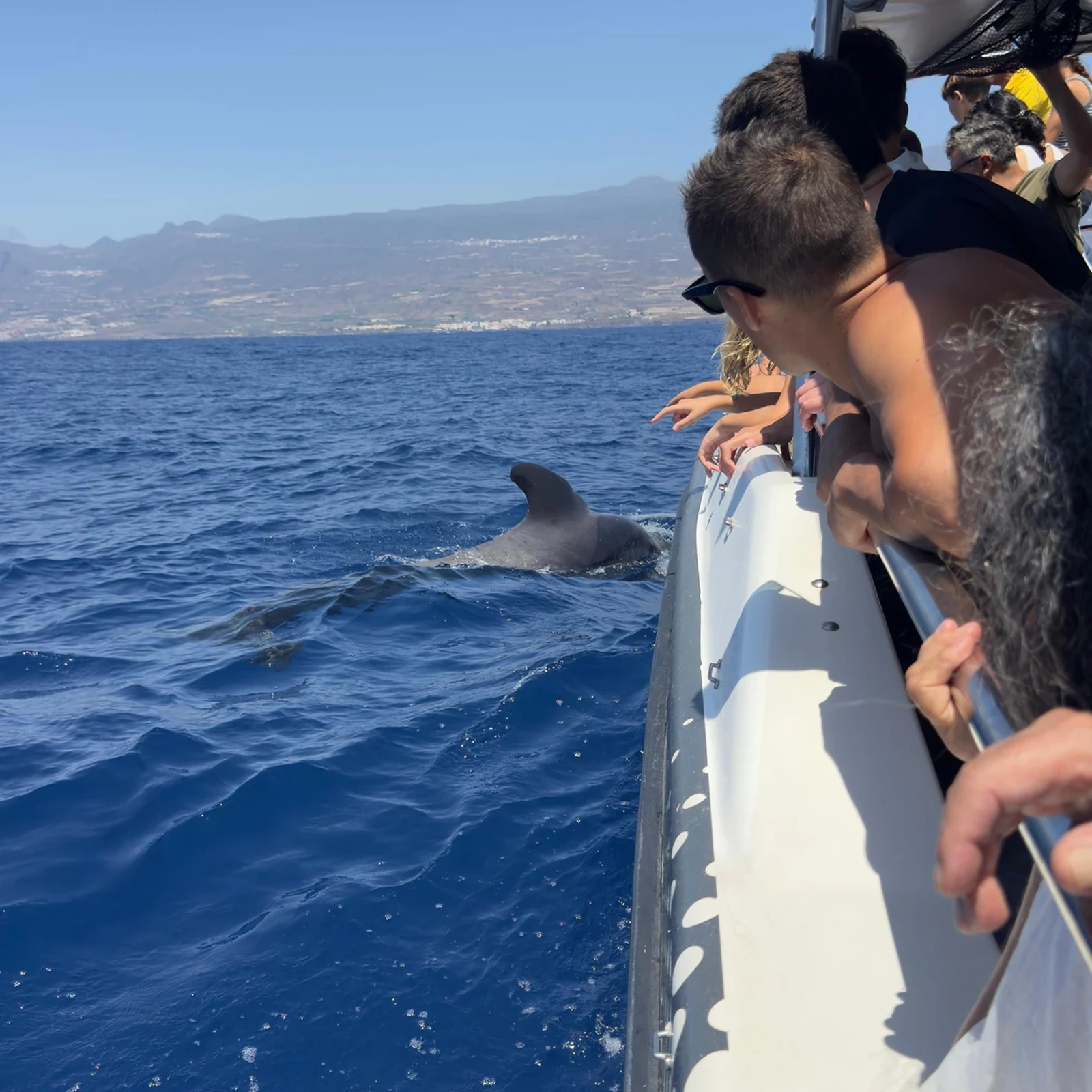 Delfin- und Walbeobachtung ab Los Gigantes mit Badestopp