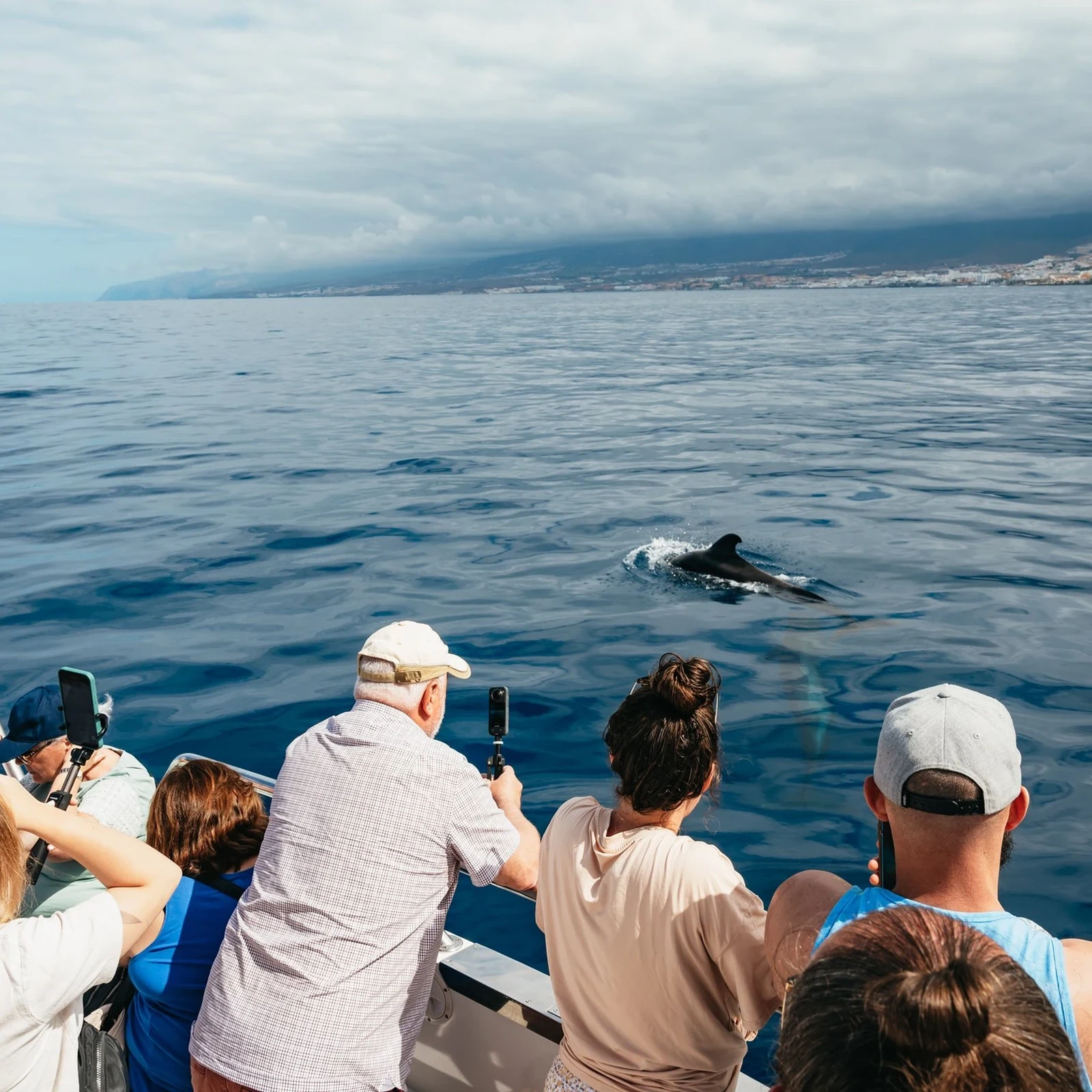 Travelin’ Lady: whale and dolphin watching in Tenerife