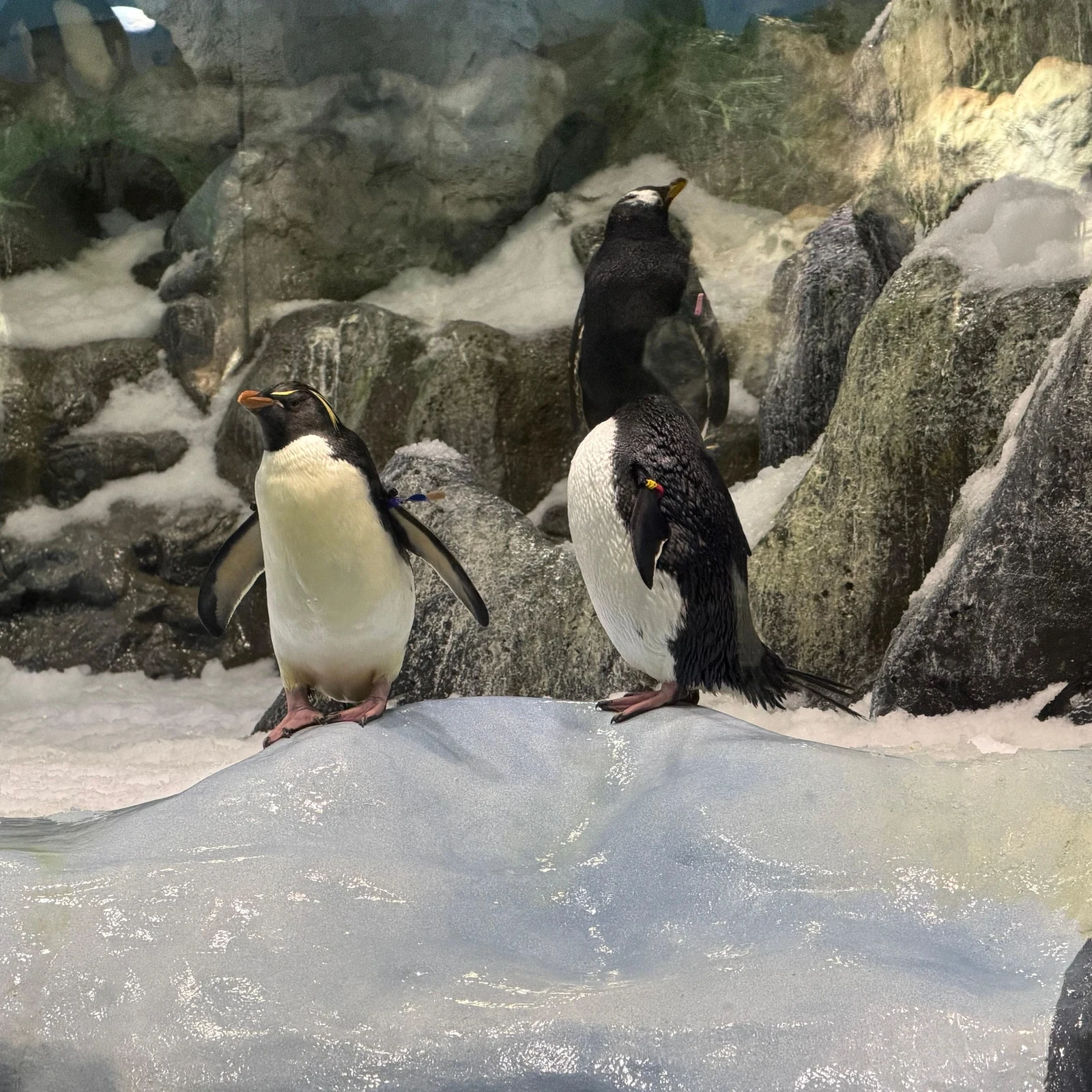 Loro Parque mit organisiertem Transfer aus dem Süden Teneriffas