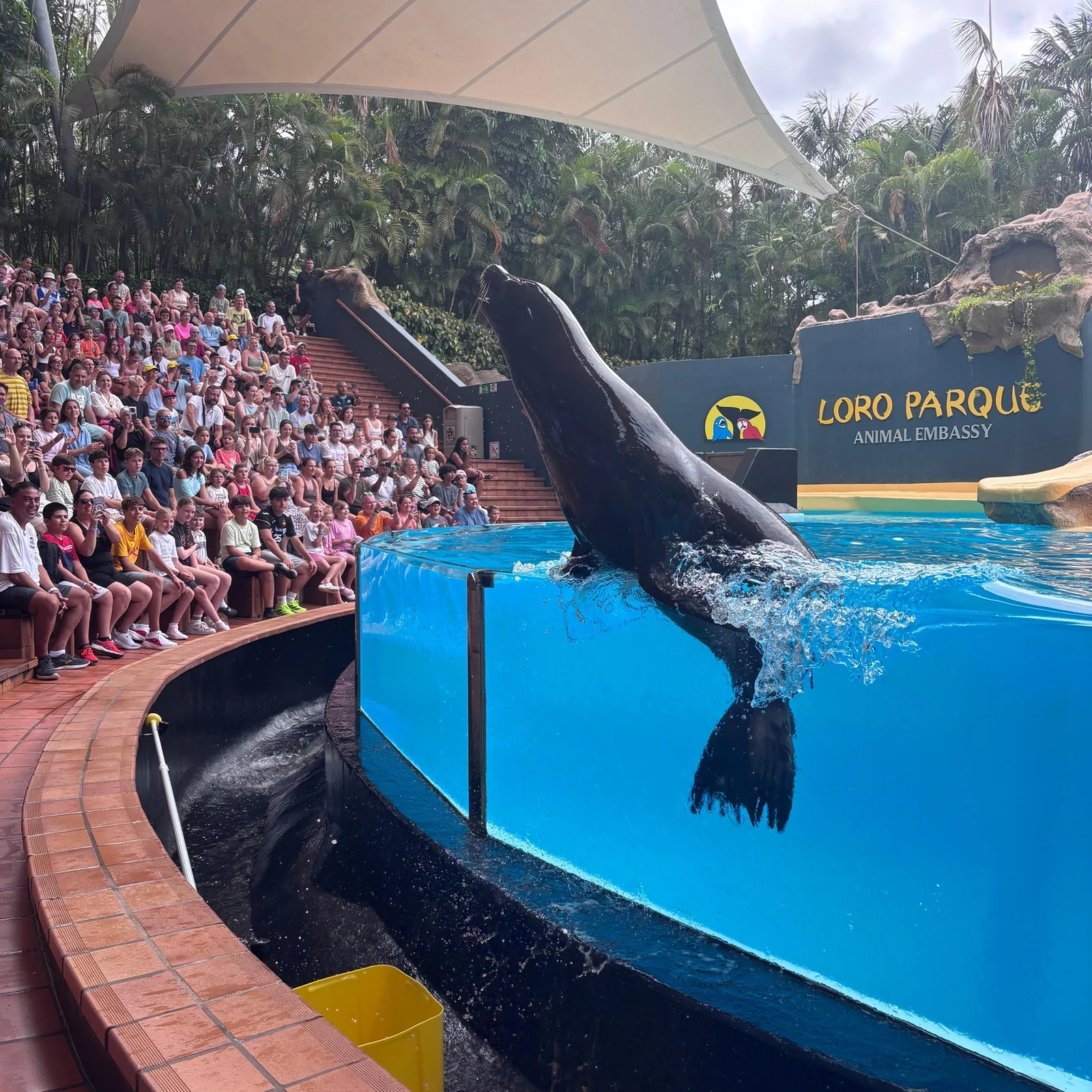 Loro Parque mit organisiertem Transfer aus dem Süden Teneriffas
