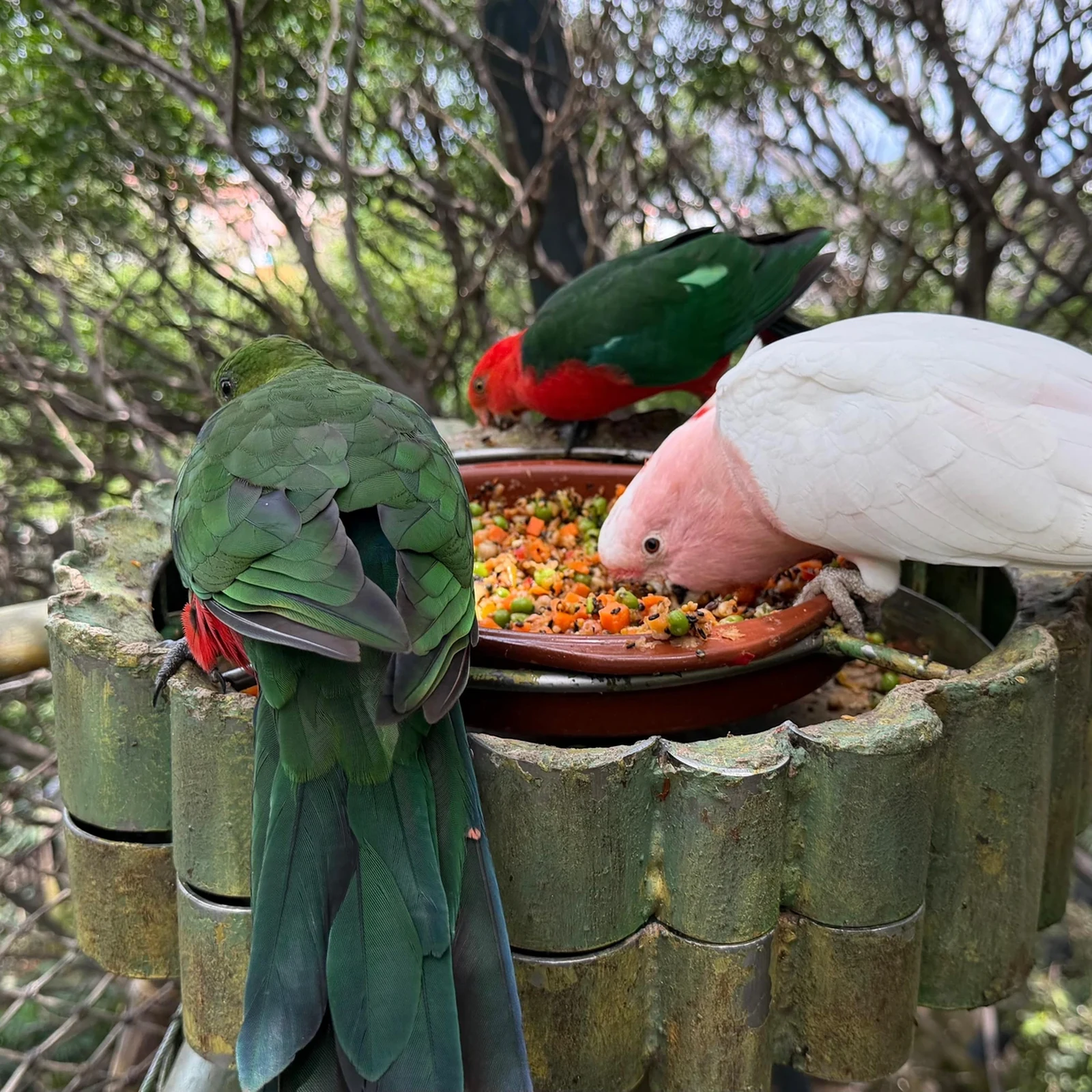 Loro Parque Eintritt mit Transfer aus dem Süden Teneriffas