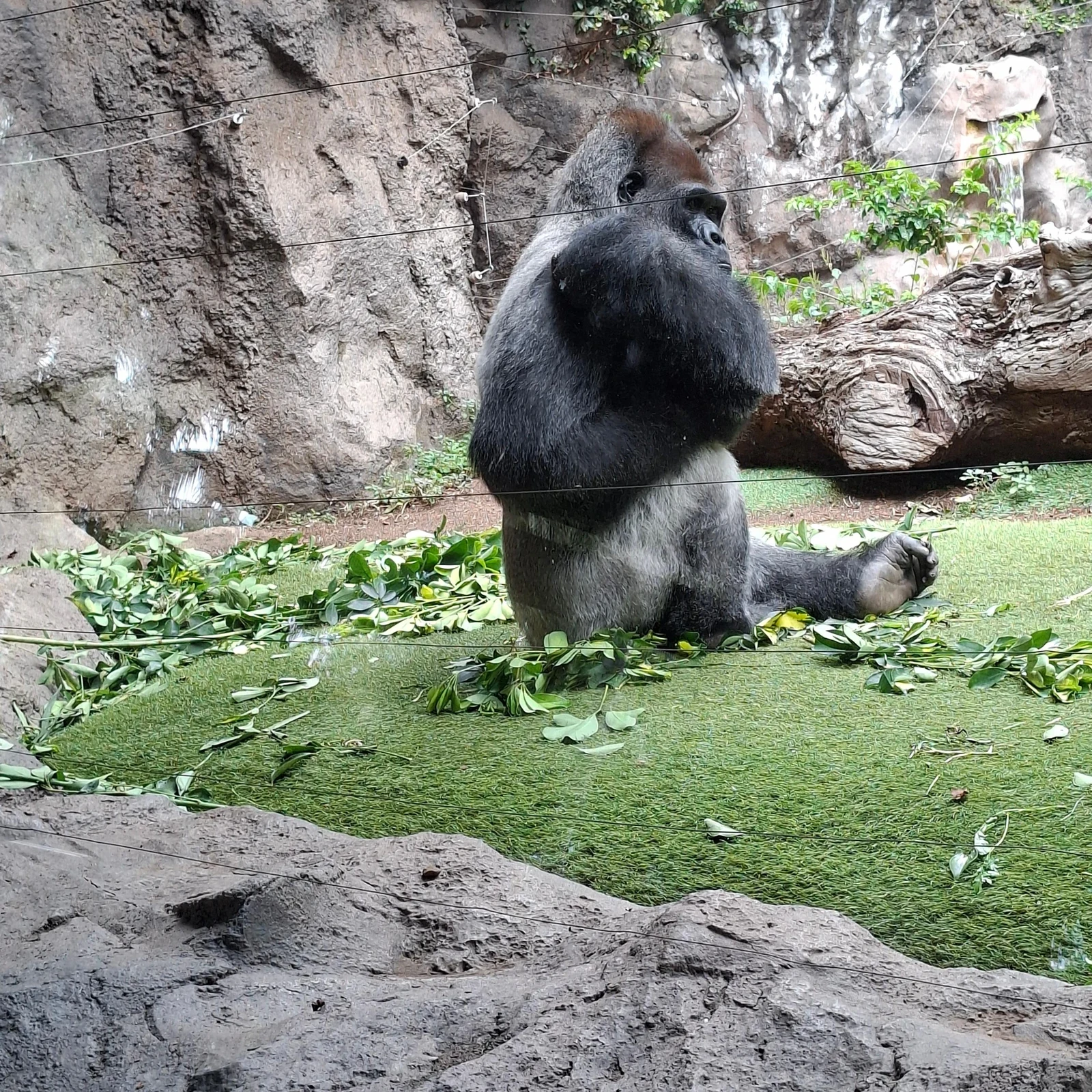 Loro Parque Eintritt mit Transfer aus dem Süden Teneriffas