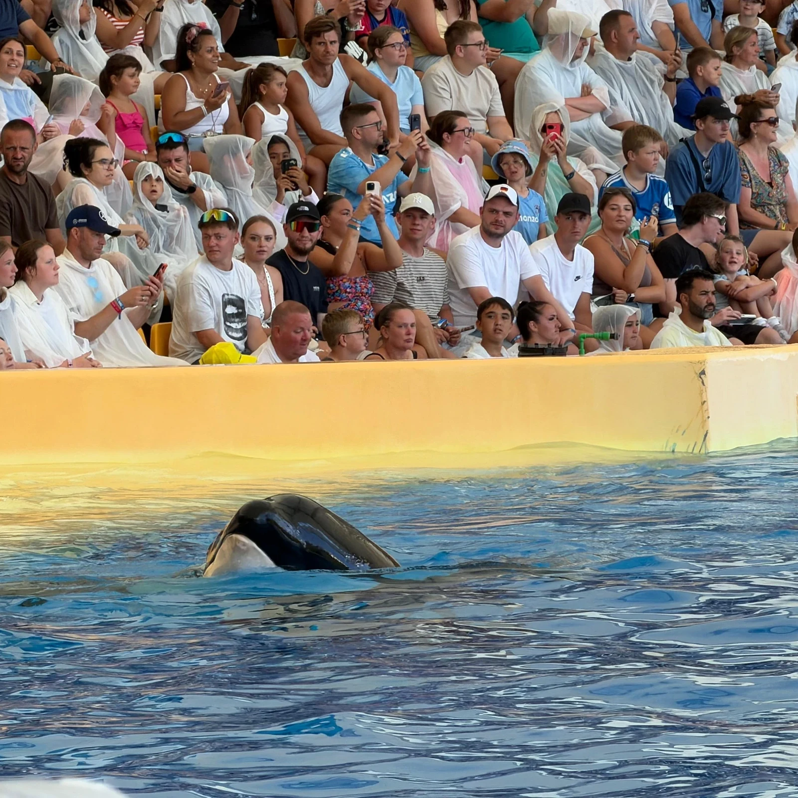 Loro Parque Eintritt mit Transfer aus dem Süden Teneriffas