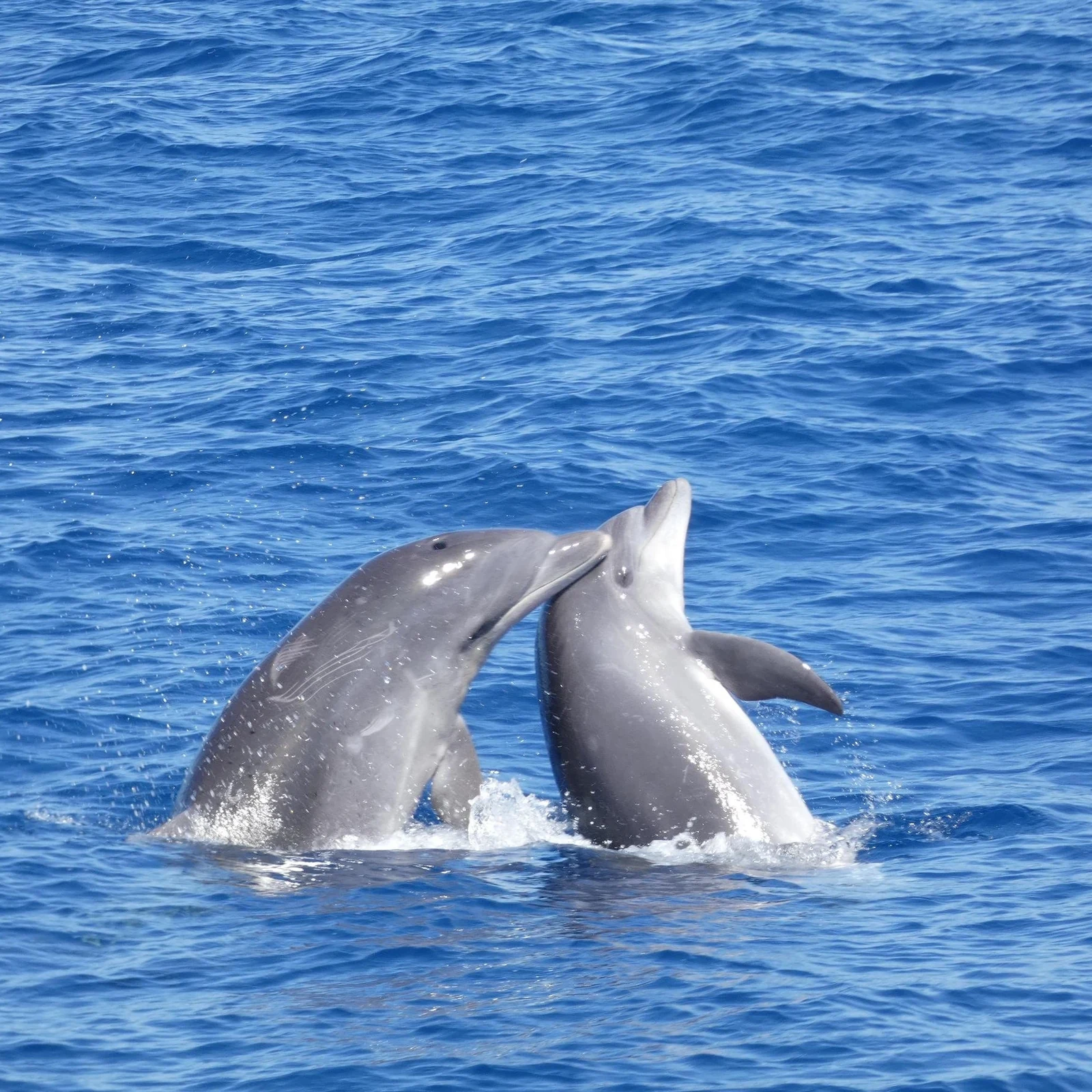 Observez la faune marine de Tenerife sans la poursuivre