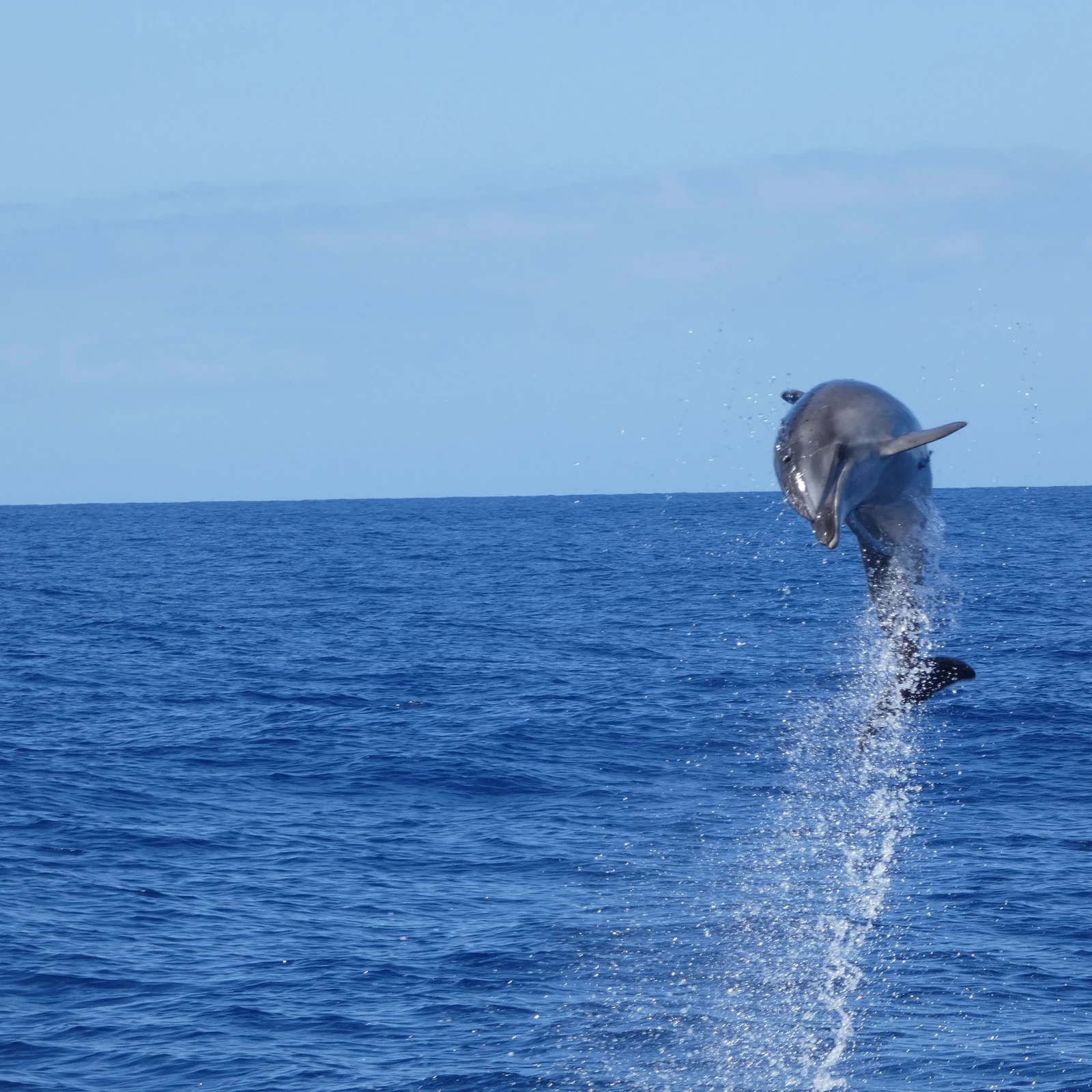 Observation respectueuse des baleines et dauphins à Tenerife