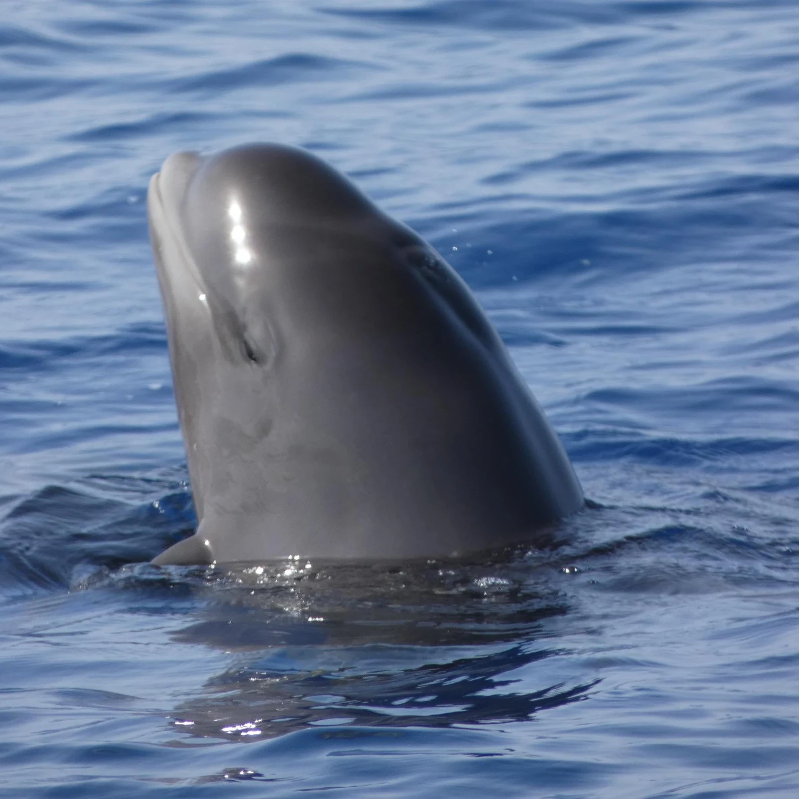 Observation respectueuse des baleines et dauphins à Tenerife