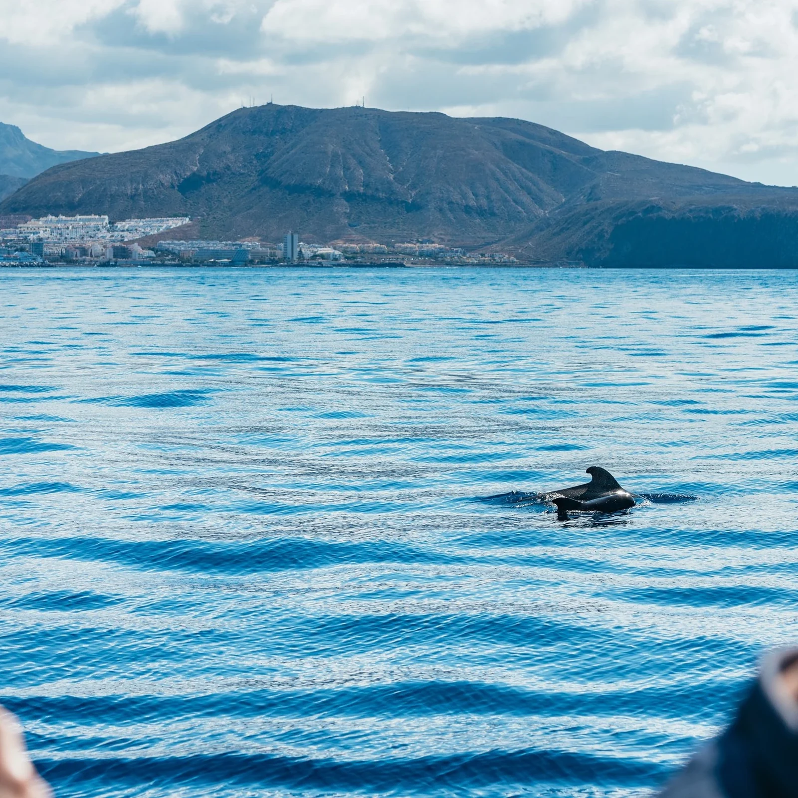 Observation respectueuse des baleines et dauphins à Tenerife