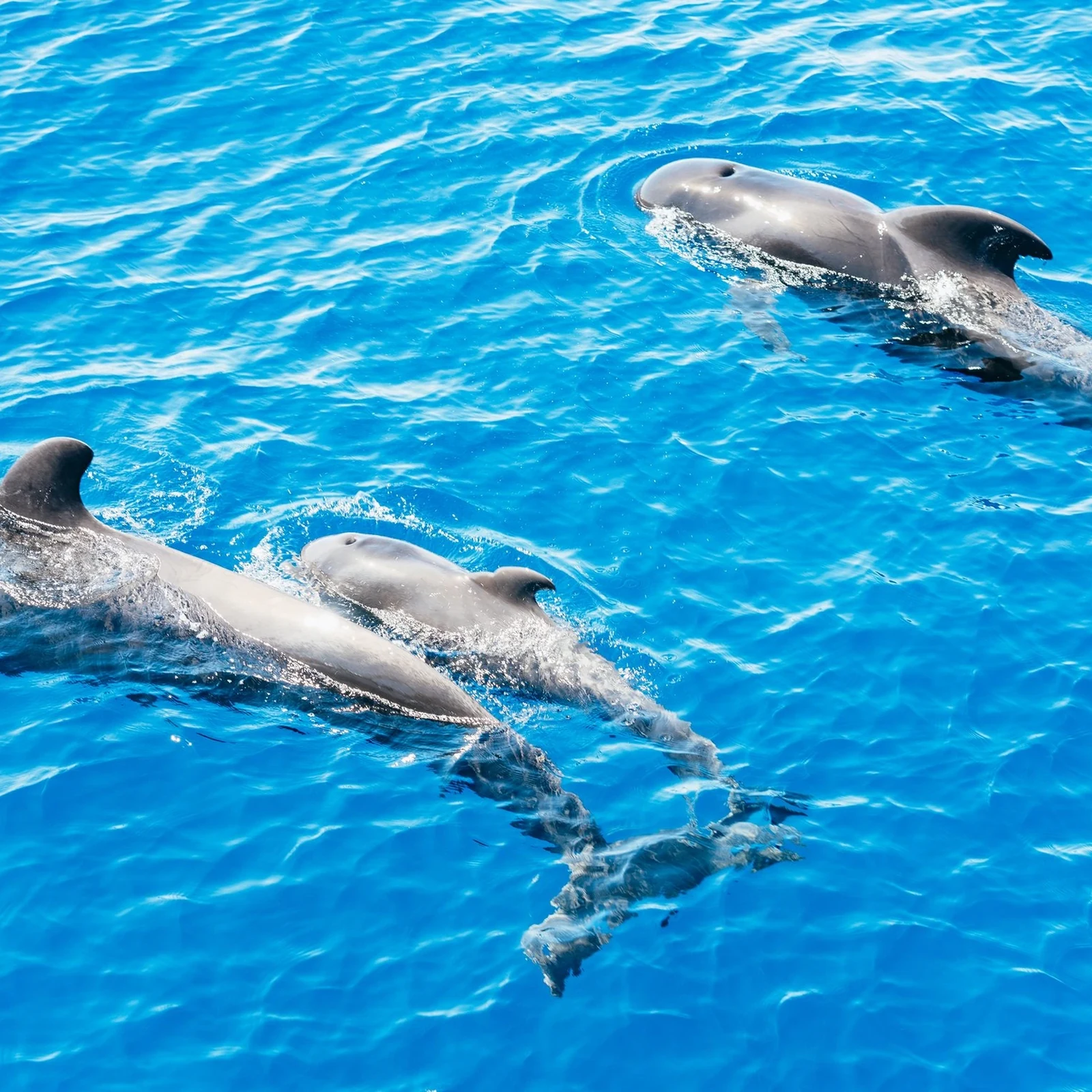 Observation respectueuse des baleines et dauphins à Tenerife