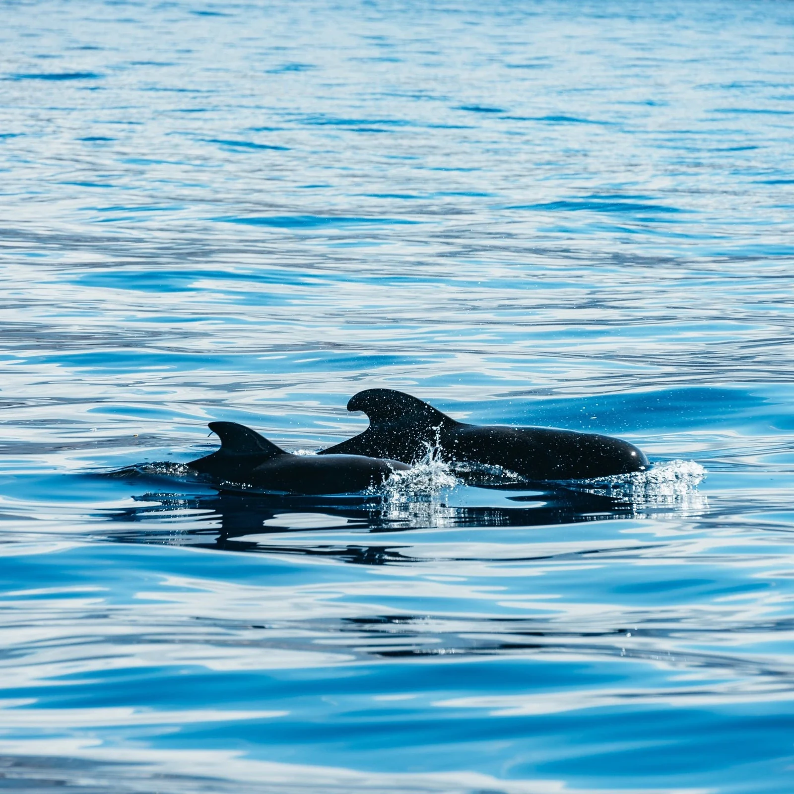 Observation respectueuse des baleines et dauphins à Tenerife