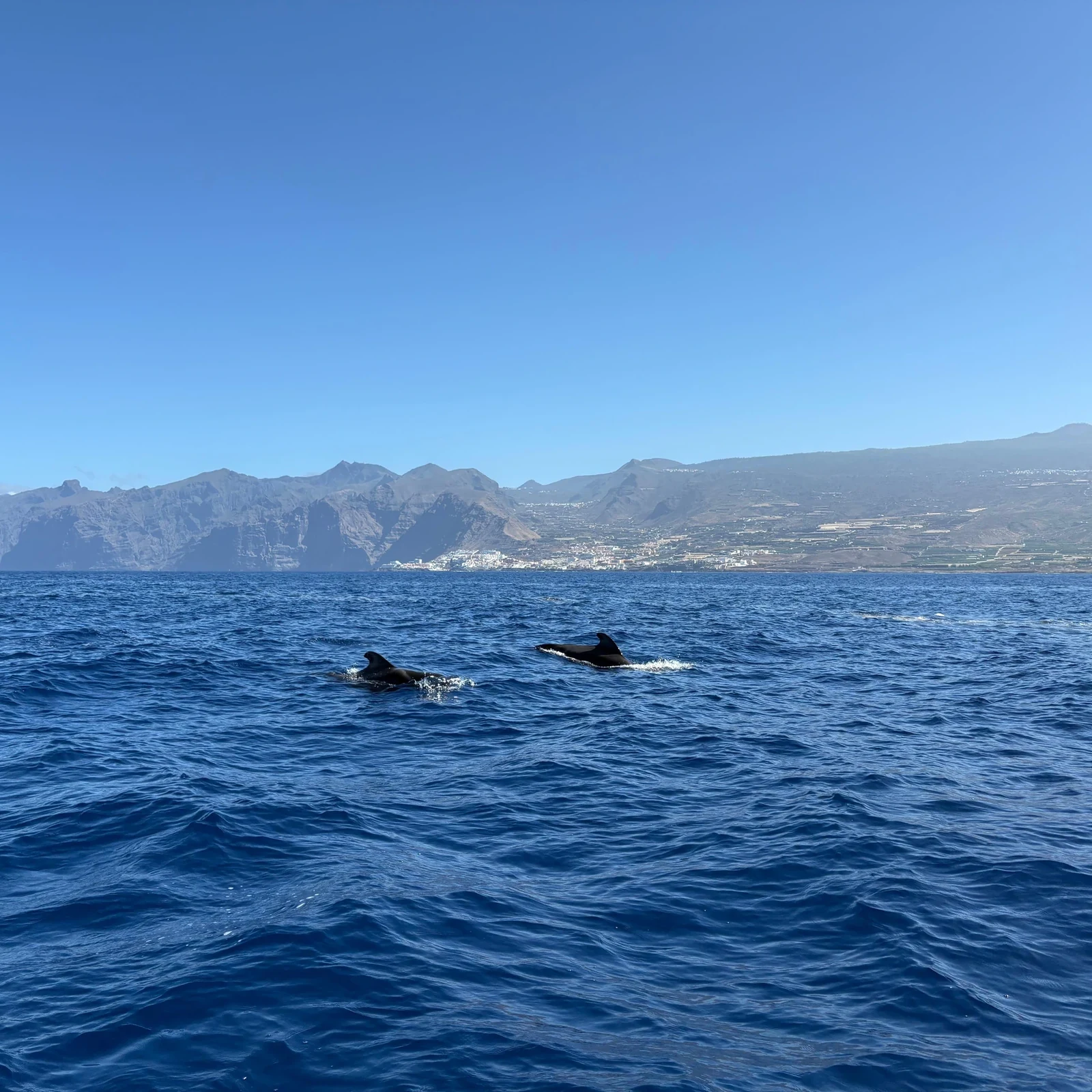 Observation des baleines à Los Gigantes et baignade à Masca