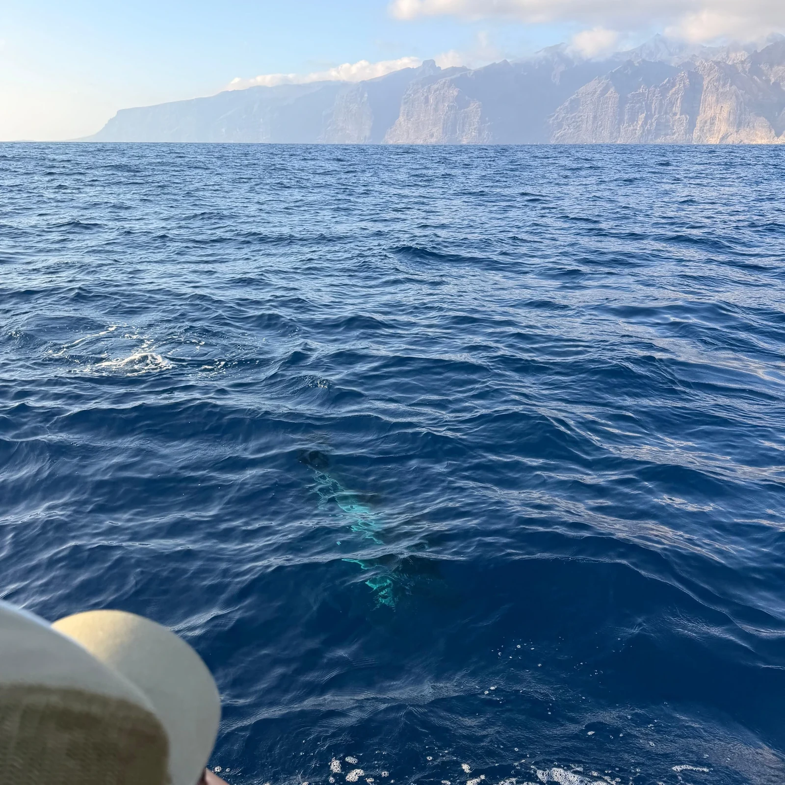 Observation des baleines à Los Gigantes et baignade à Masca