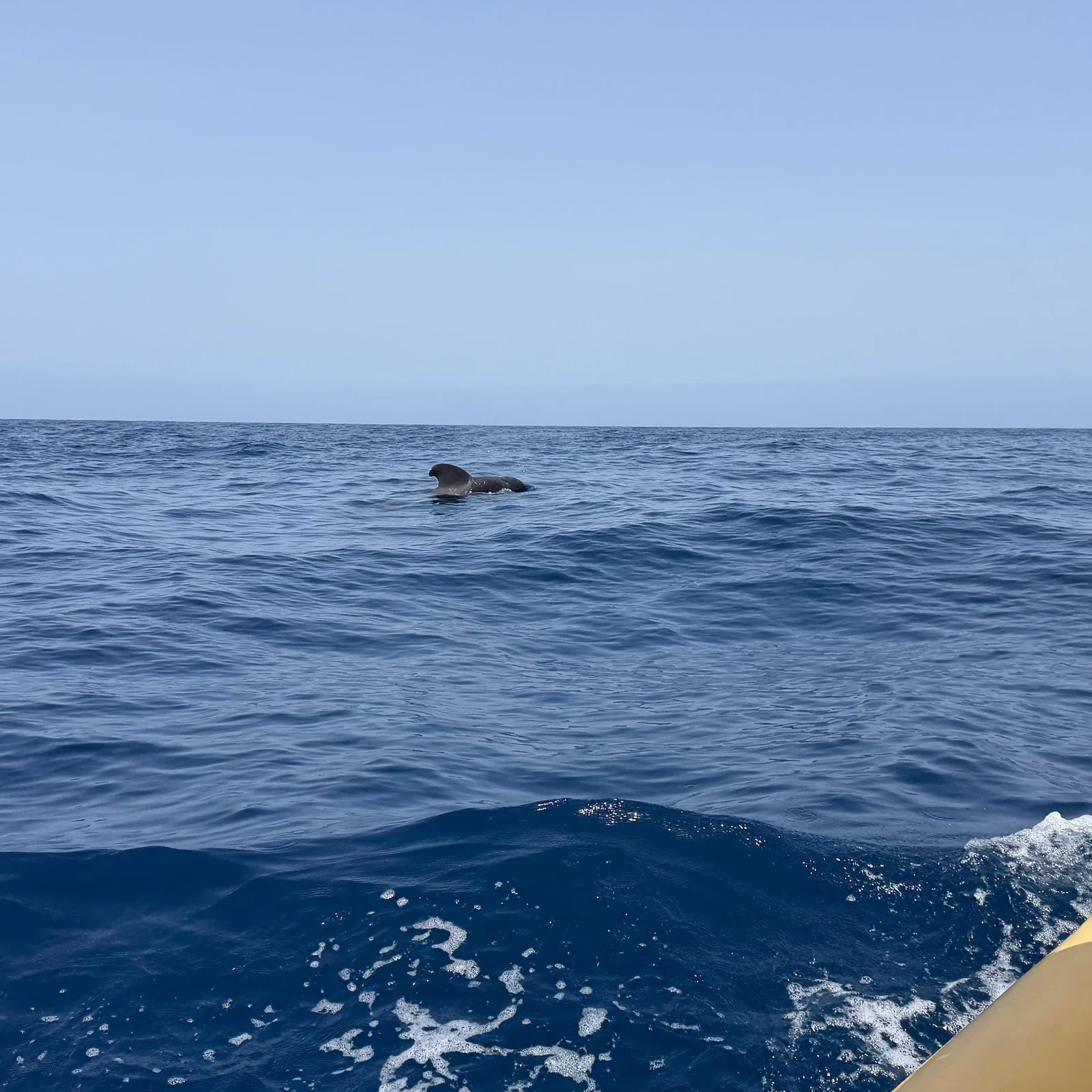 Fauna marina, acantilados y baño en 2 horas desde Los Gigantes