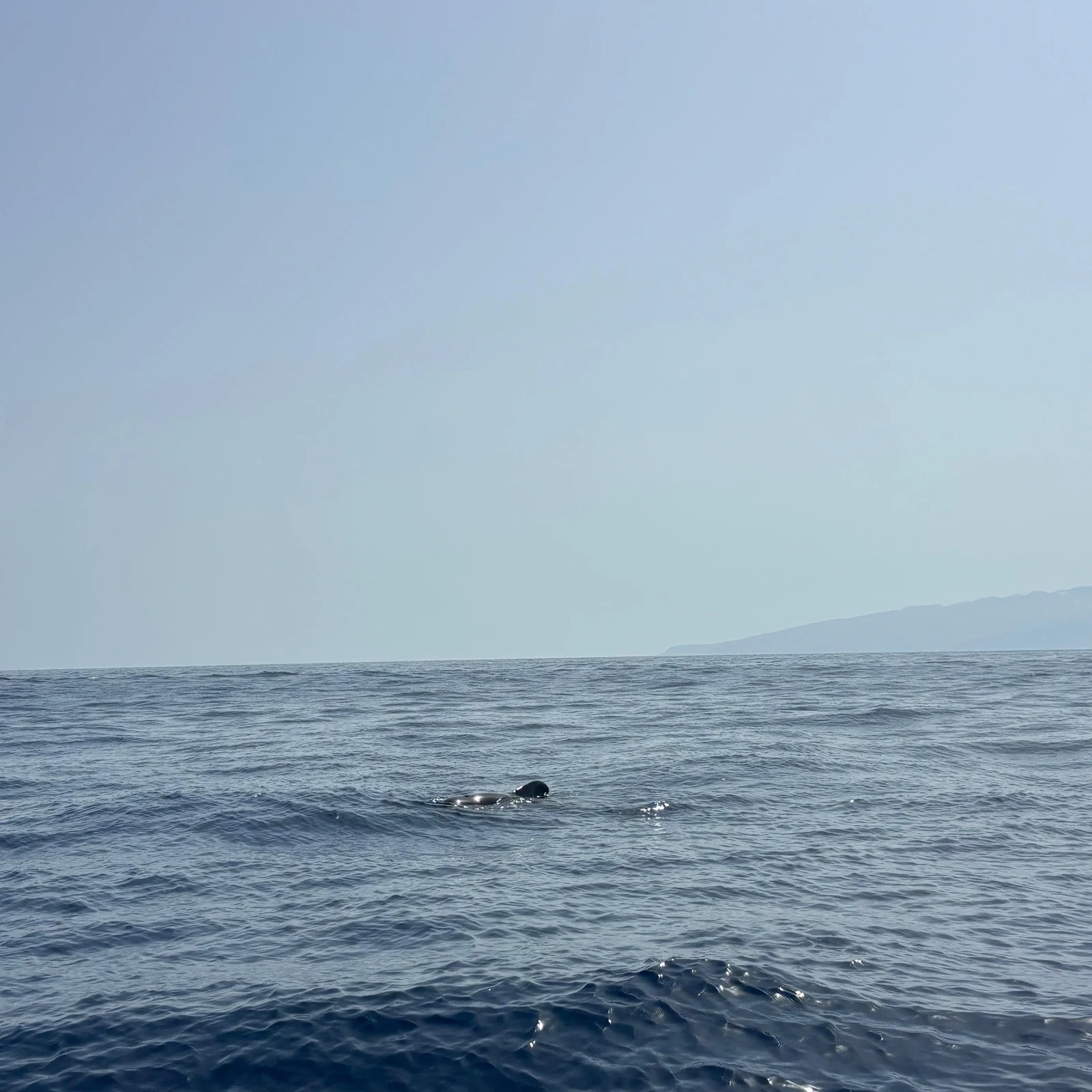 Avistamiento de ballenas y delfines en lancha desde Los Gigantes