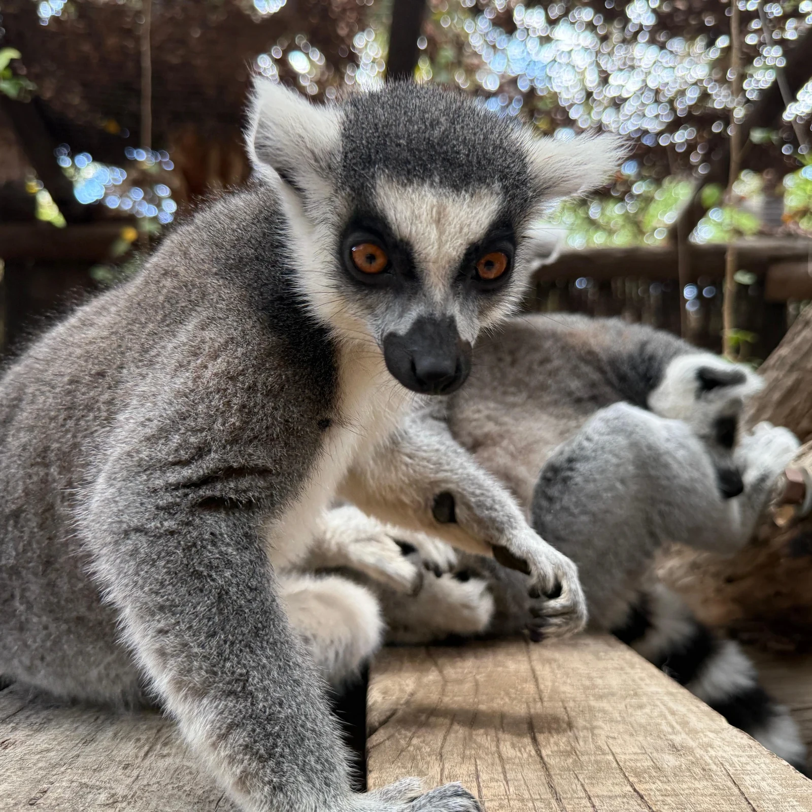 Jungle Park Teneriffa: Eintritt, Tiere und Shows