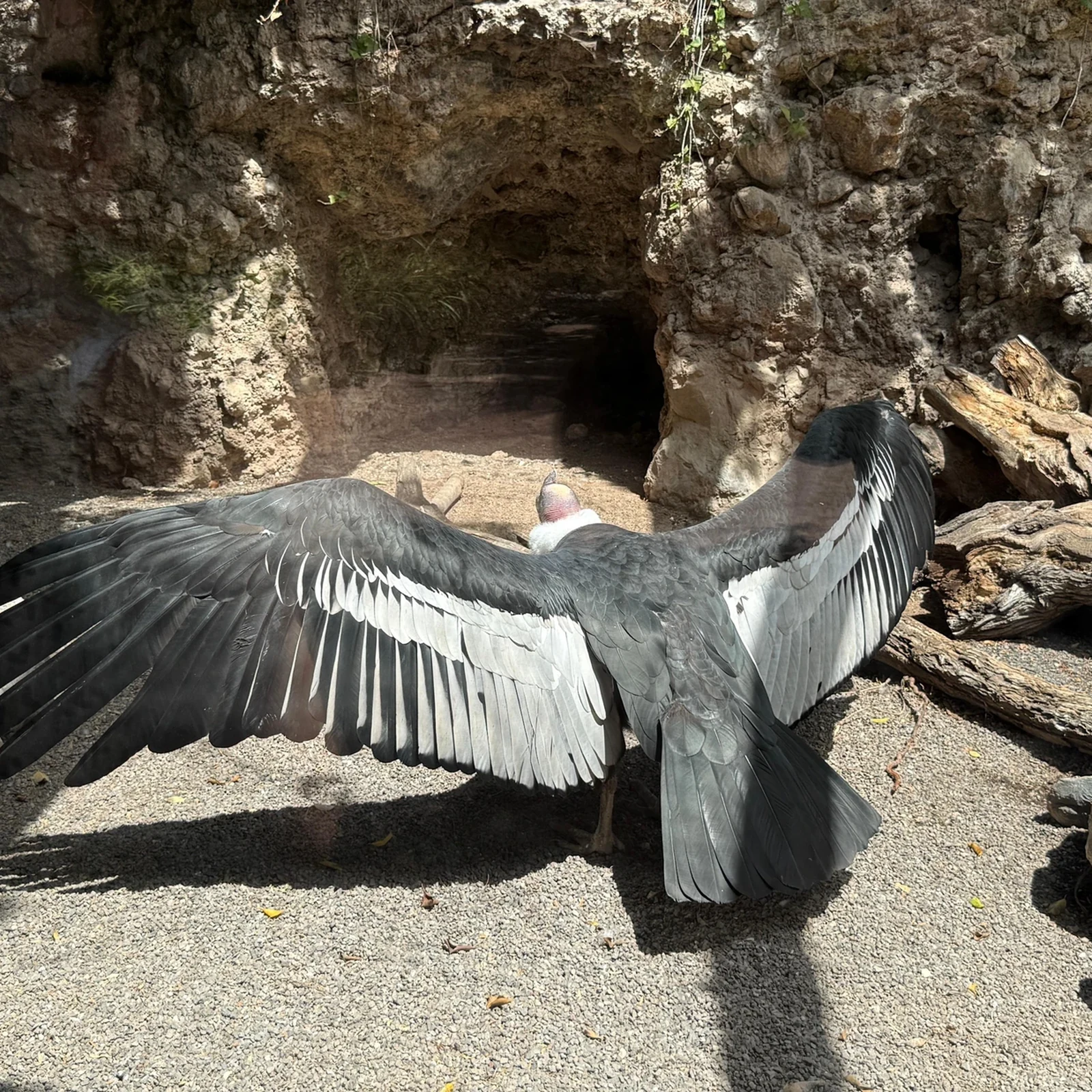 Jungle Park Teneriffa: Eintritt, Tiere und Shows