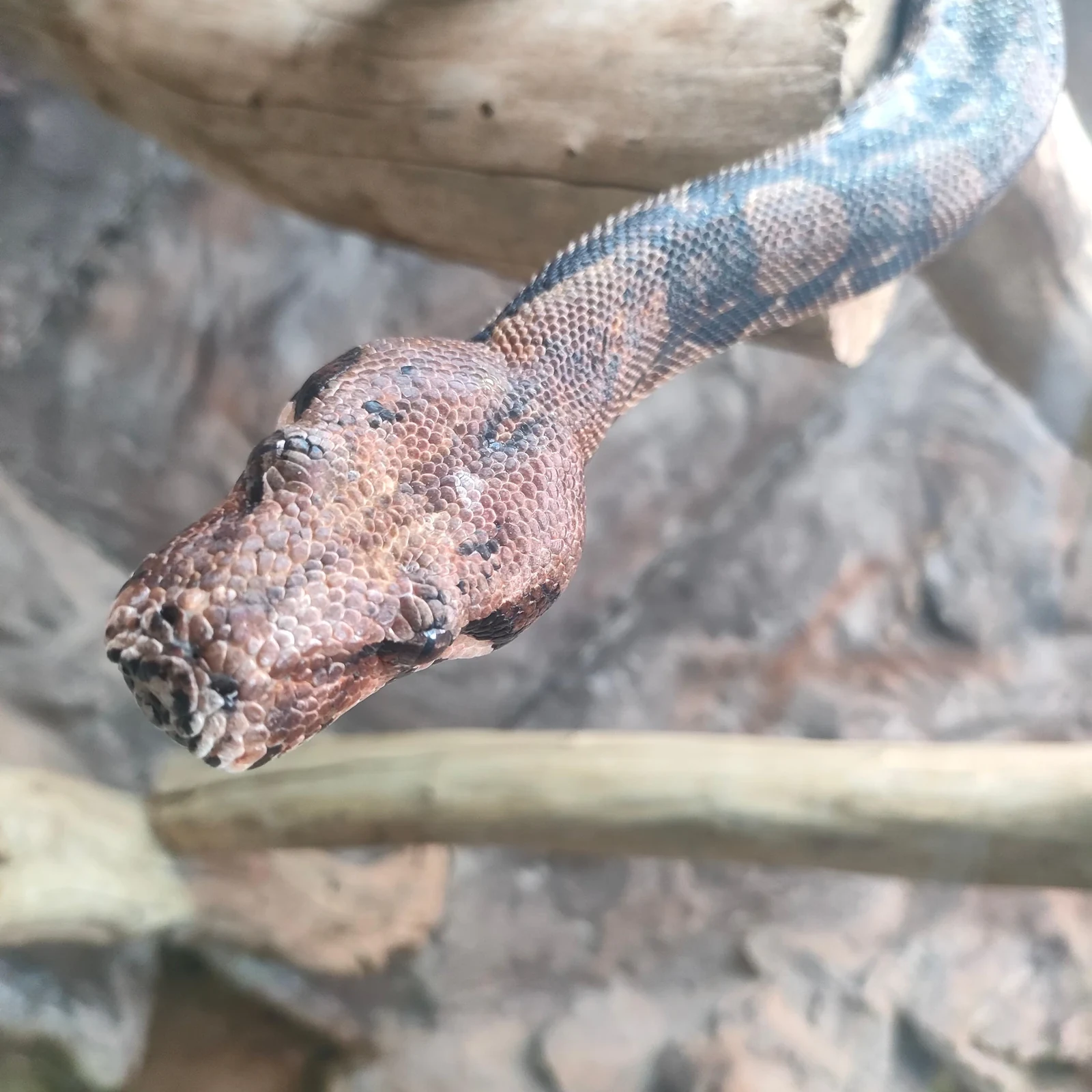 Jungle Park Teneriffa: Eintritt, Tiere und Shows