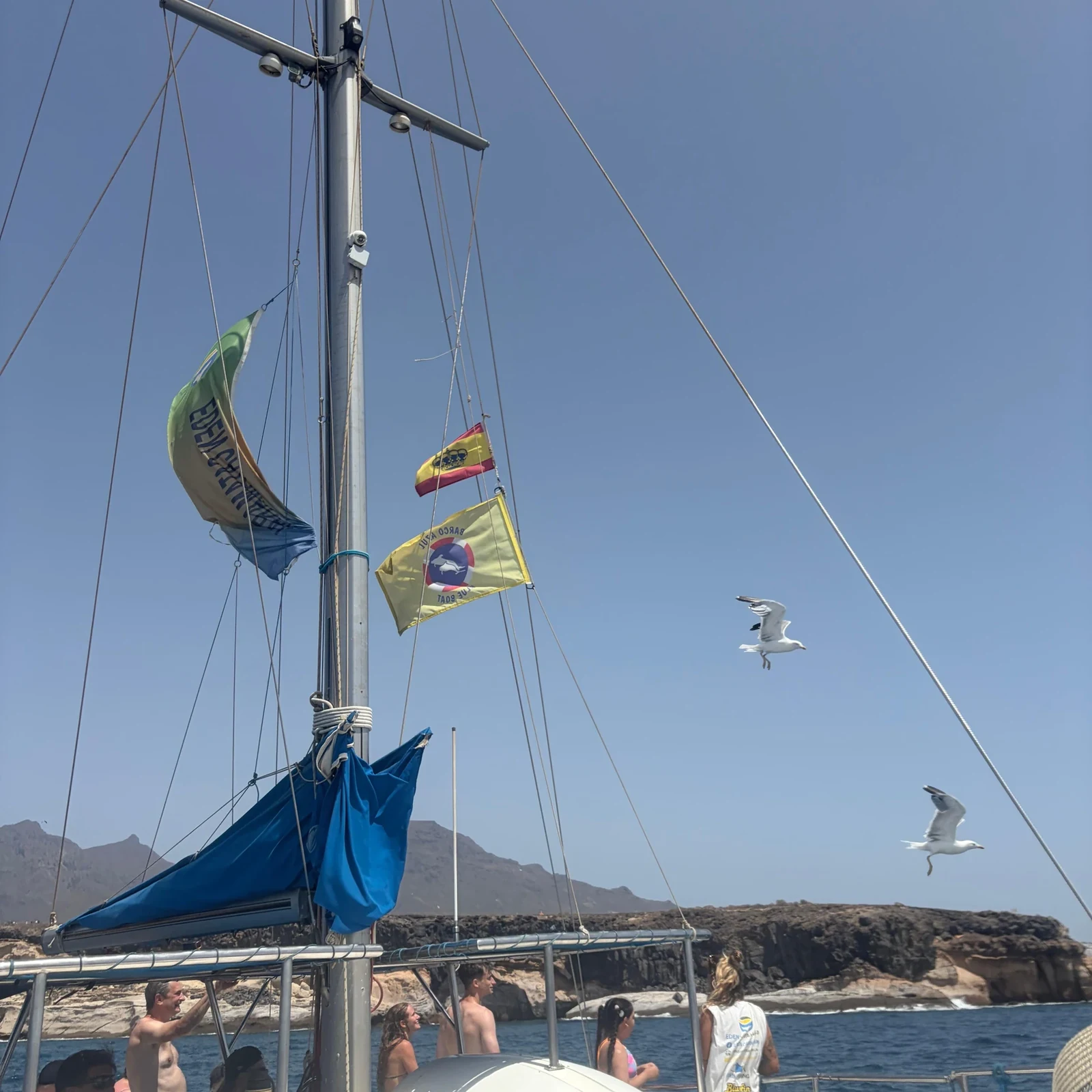 Look for whales and dolphins off Tenerife’s coast