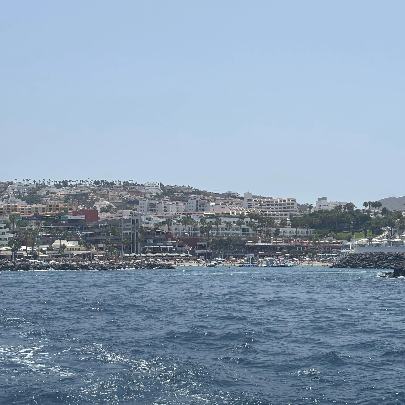 Whale and dolphin watching from Costa Adeje