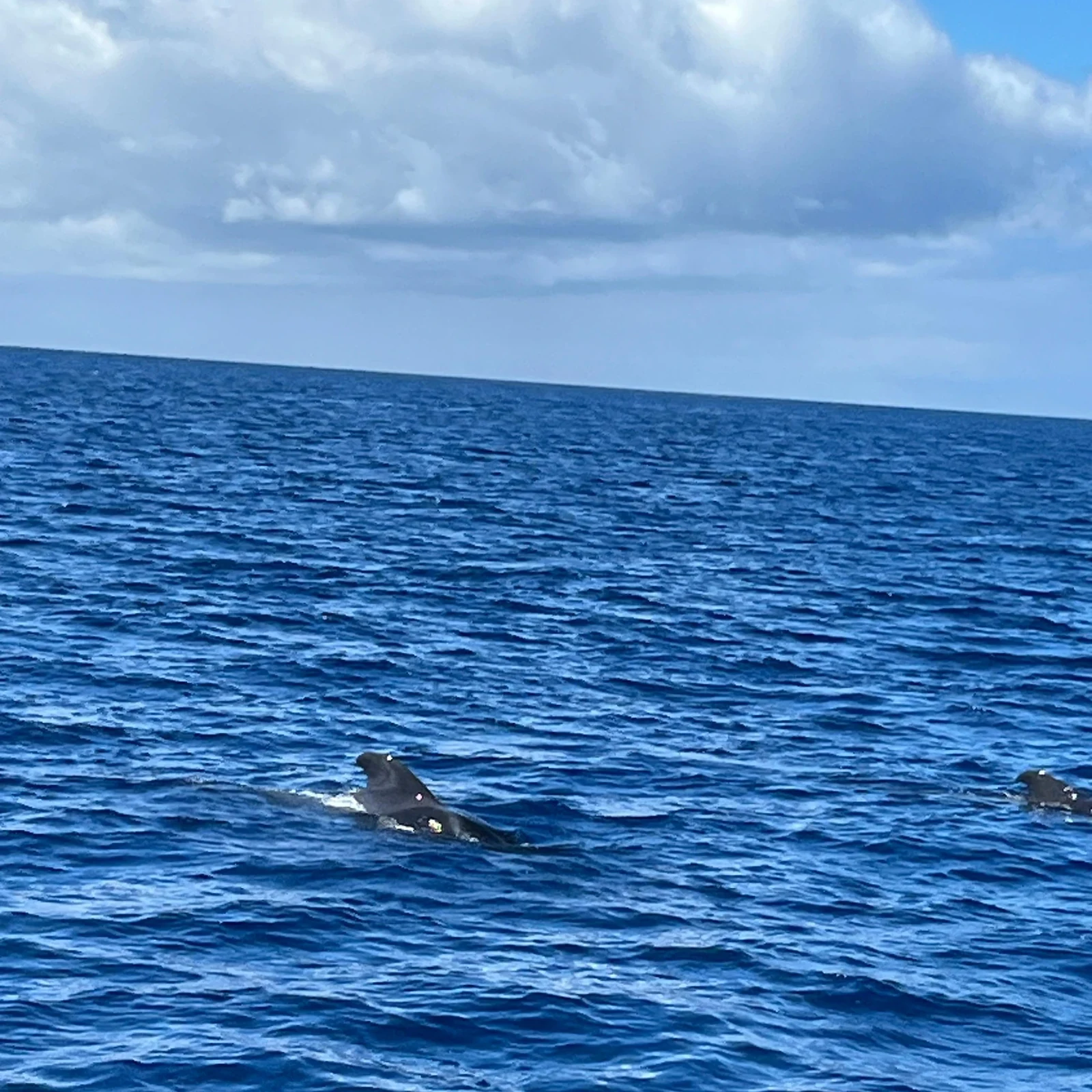 Whale and dolphin watching from Costa Adeje