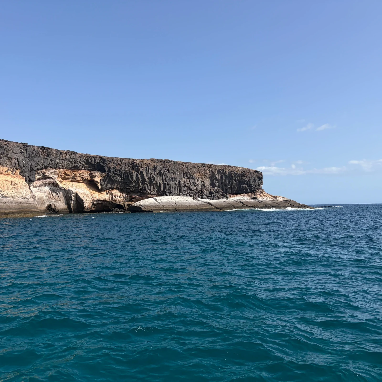Partez à la recherche des baleines et dauphins au sud de Tenerife