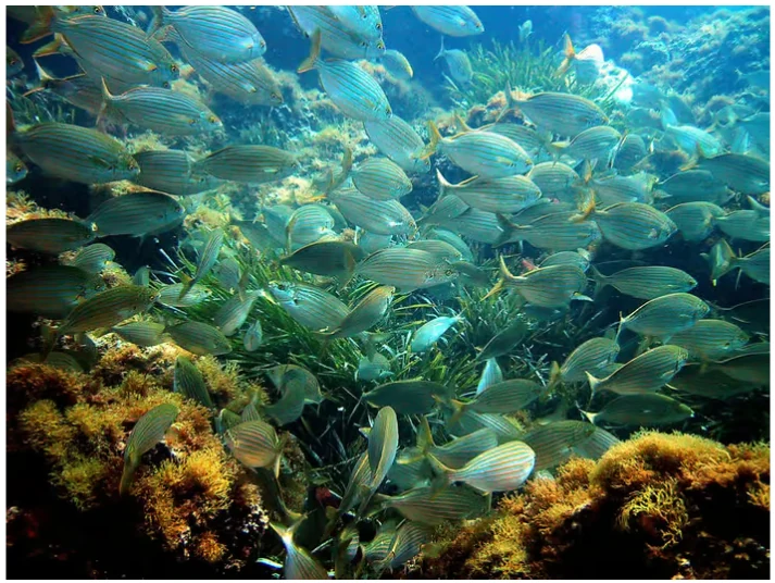 Croisière avec snorkeling depuis Nice sur la Côte d’Azur