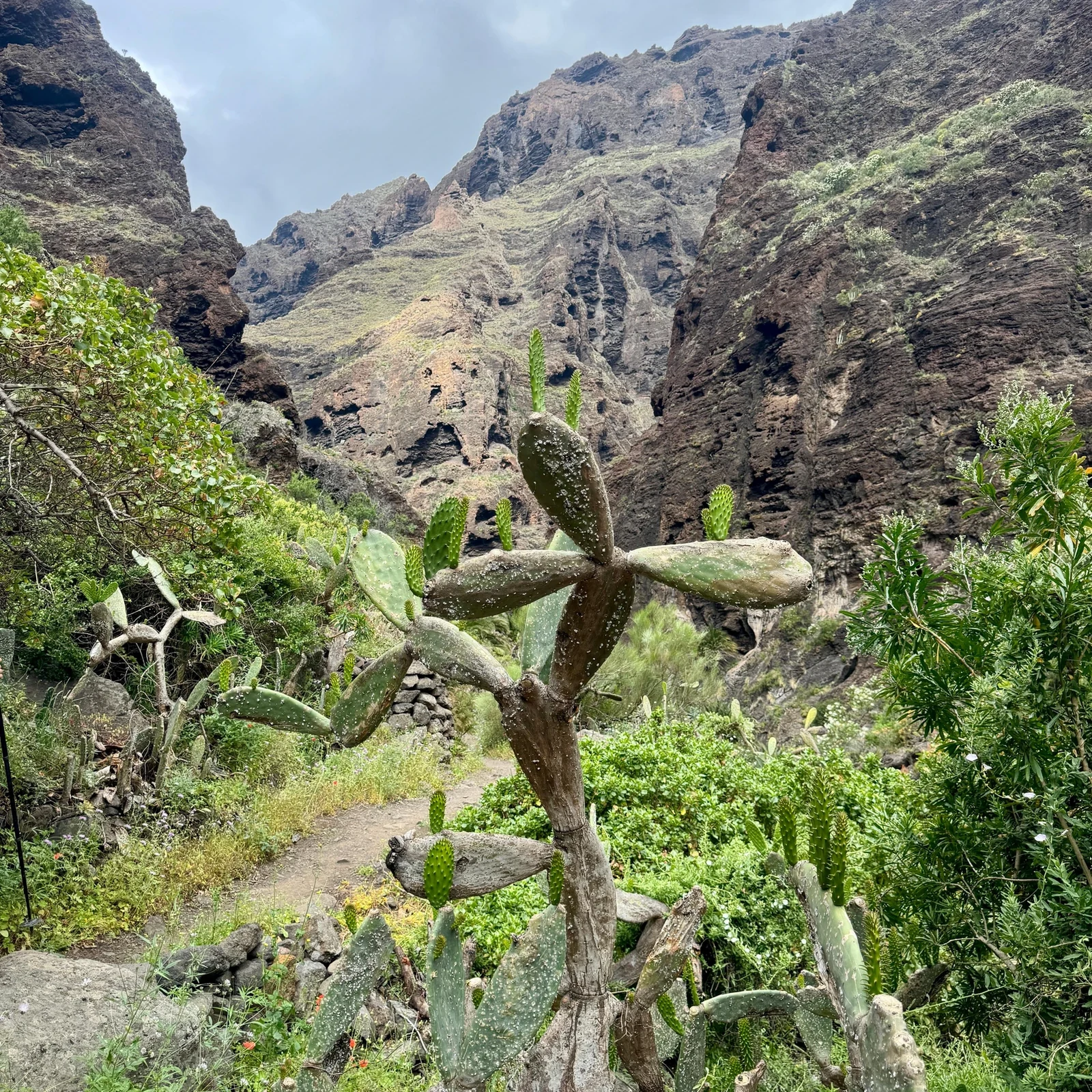 Durch die Masca-Schlucht wandern und an Los Gigantes entlangfahren
