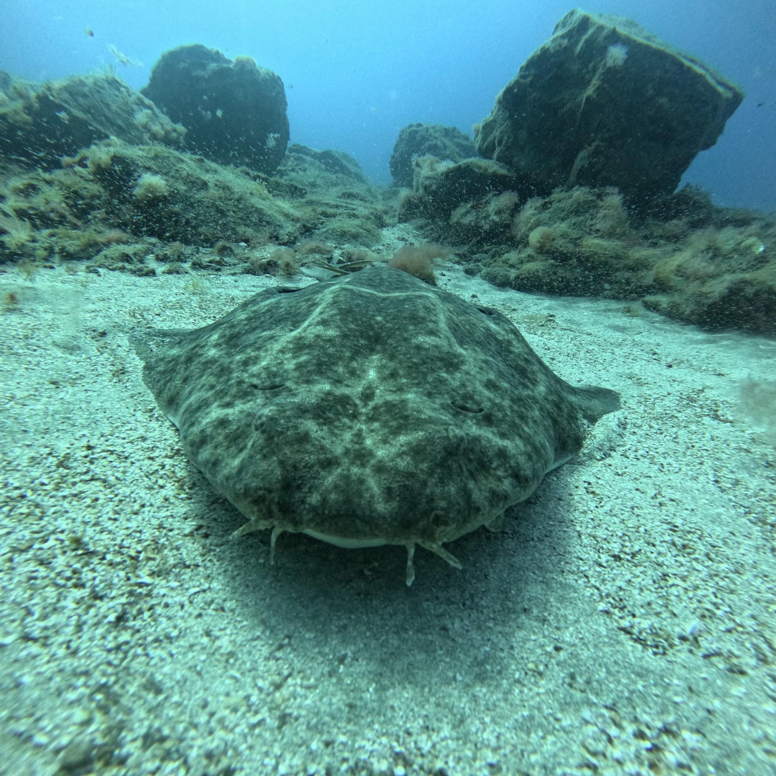 Tu primera inmersión y una sesión de snorkel en Tenerife