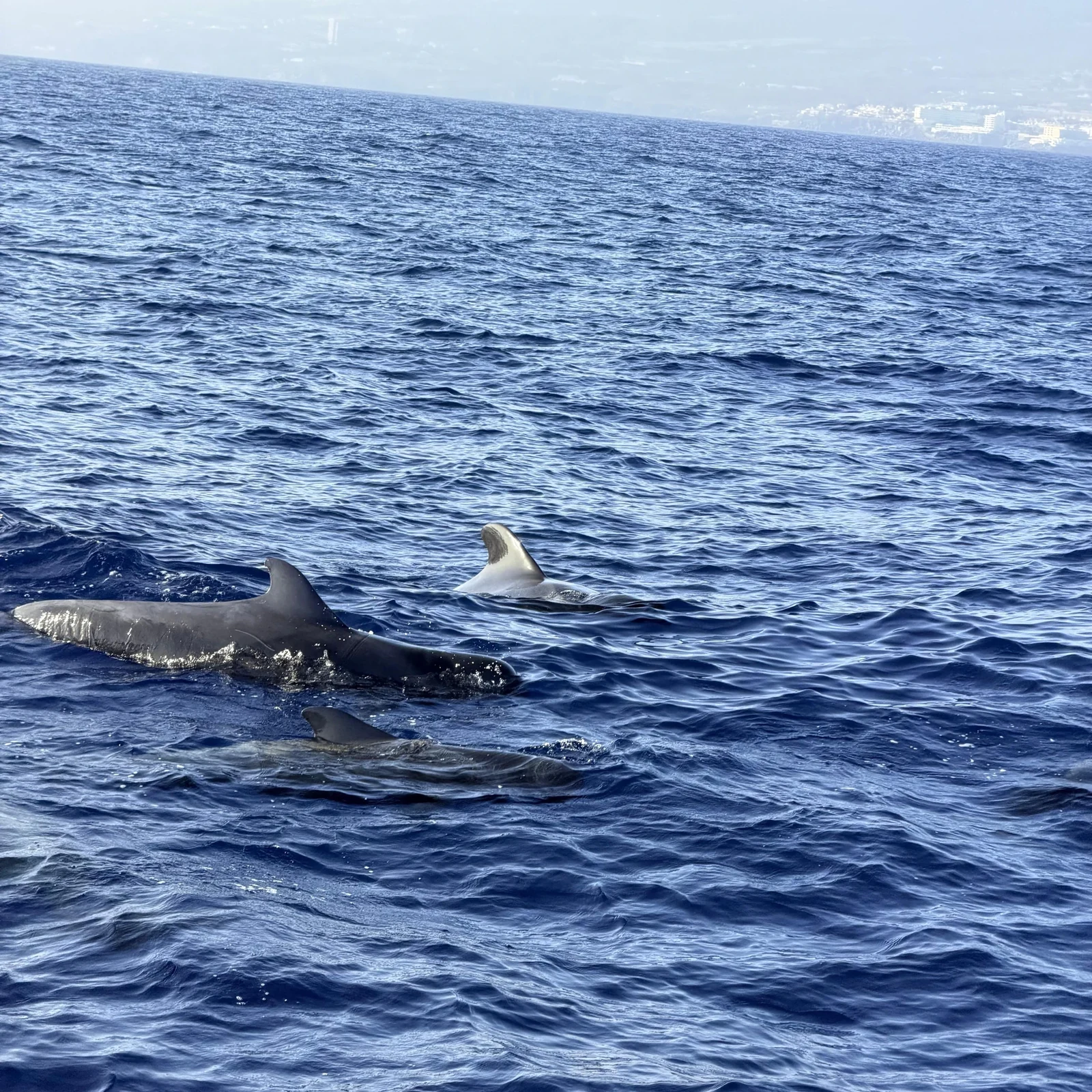 Tenerife Sunset Catamaran Tour with Transfer, Buffet and Drinks