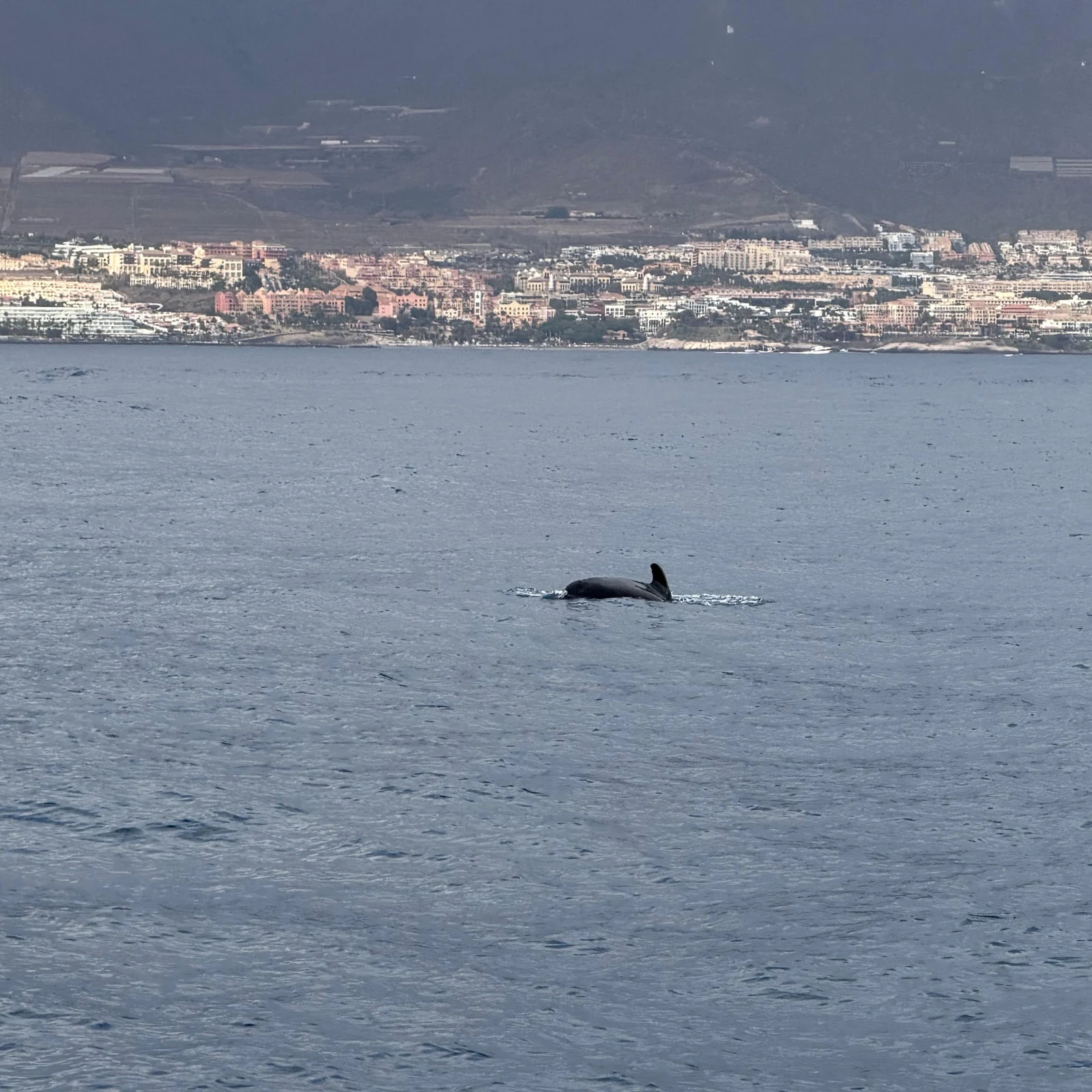 Tenerife Sunset Catamaran Tour with Transfer, Buffet and Drinks