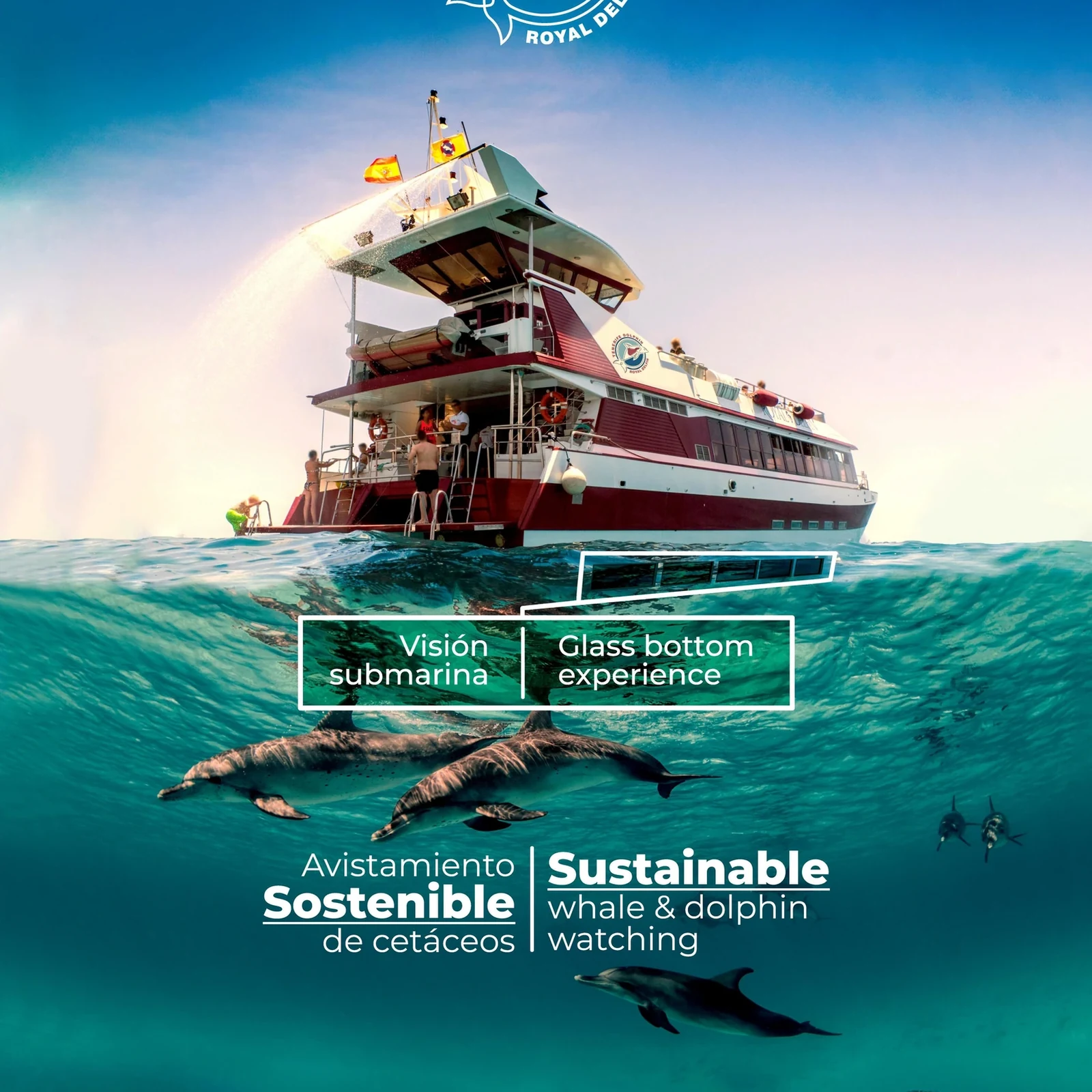 Partez à la recherche des baleines et dauphins de Tenerife