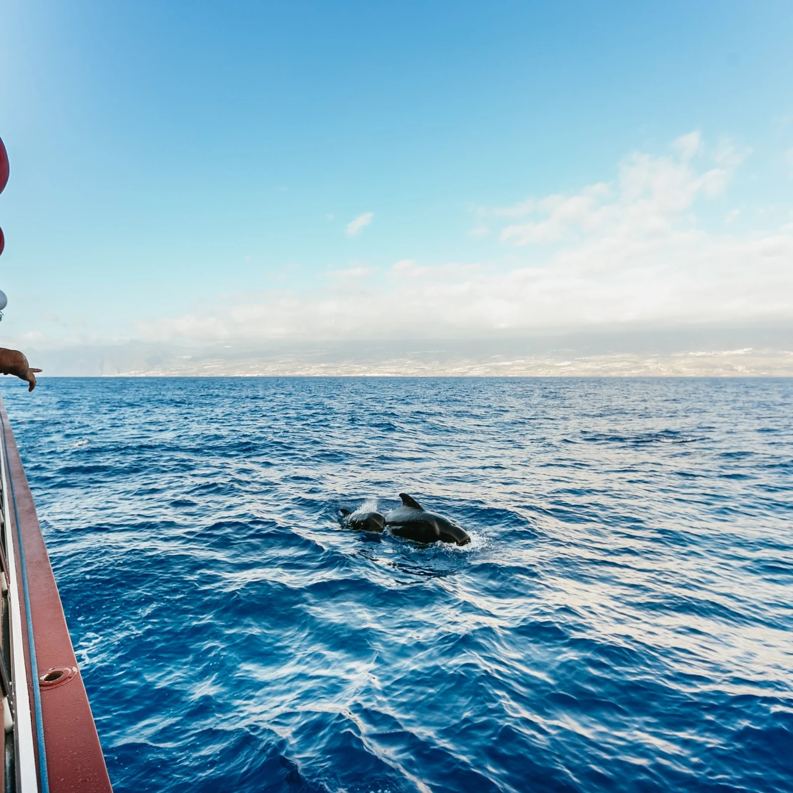 Croisière baleines et dauphins depuis Adeje avec déjeuner et baignade