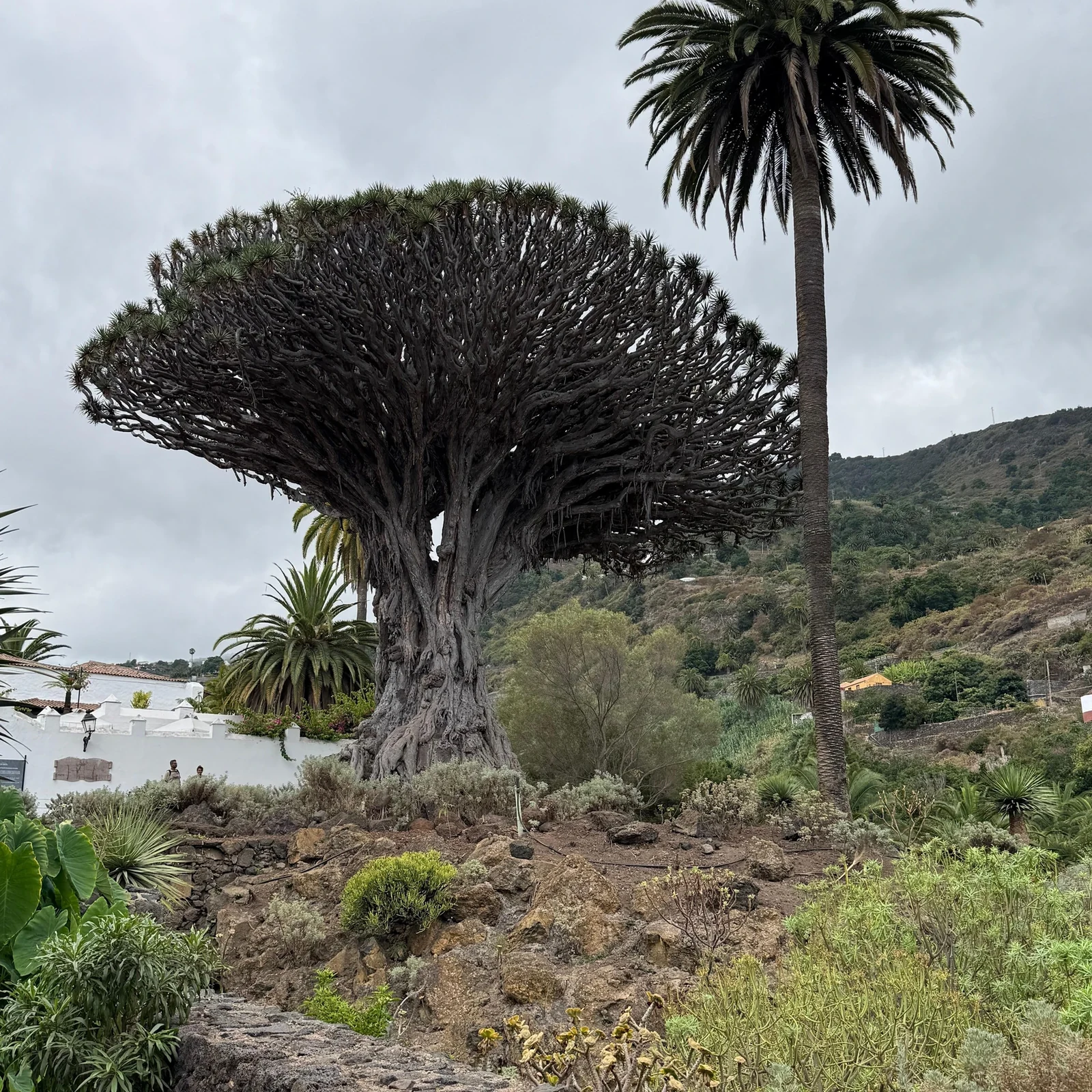 Teide, Masca, Icod y Garachico en una jornada guiada