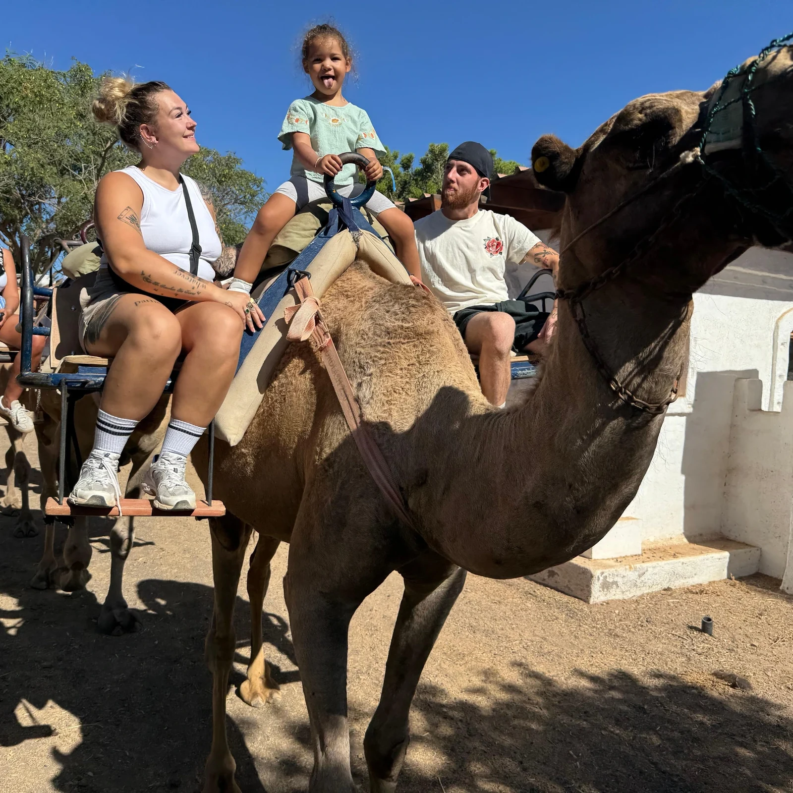 Kamelerlebnis auf Teneriffa | Camel Park