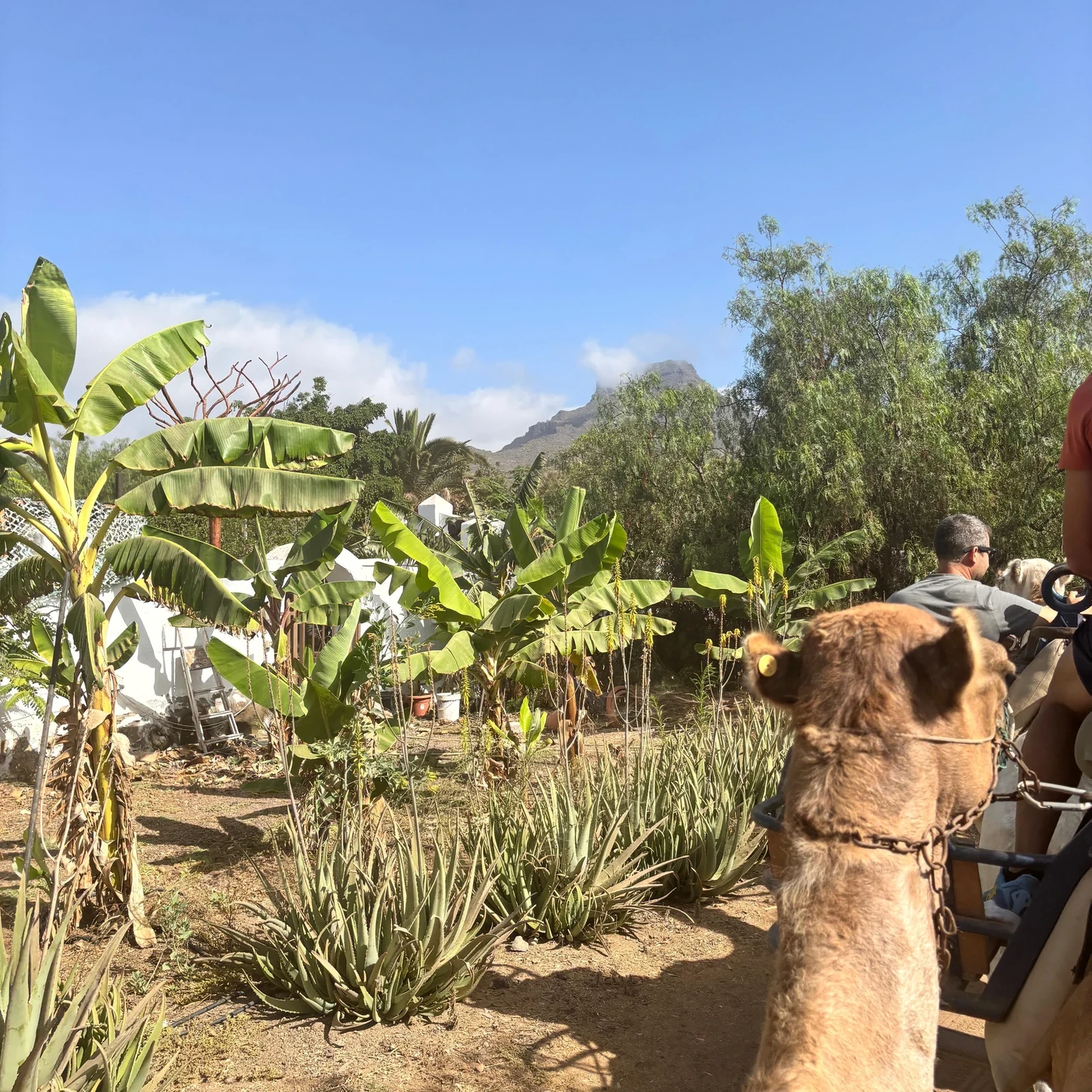 Kamelerlebnis auf Teneriffa | Camel Park