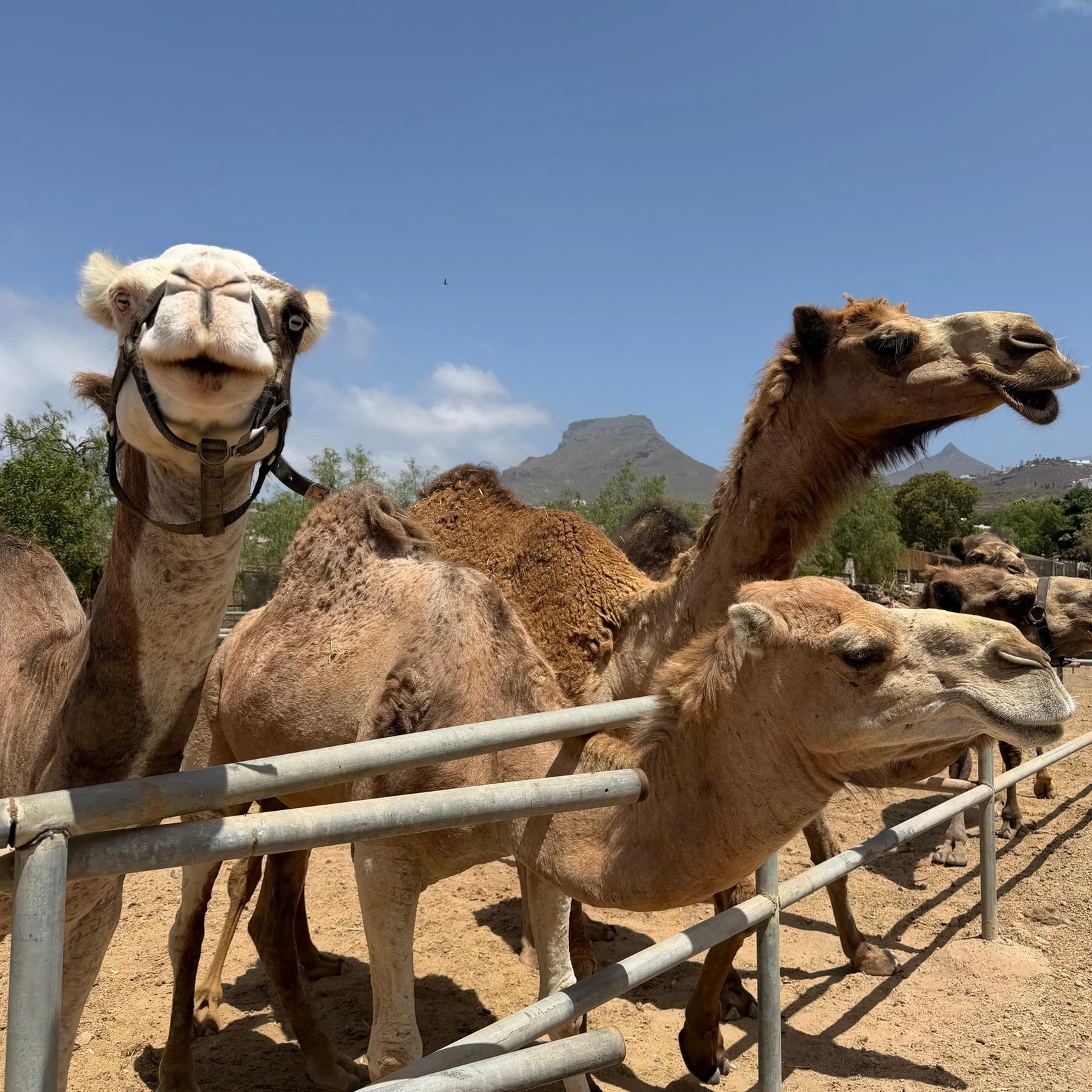 Kamelerlebnis auf Teneriffa | Camel Park