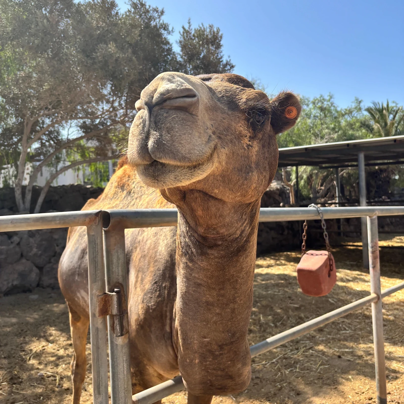 Kamelerlebnis auf Teneriffa | Camel Park