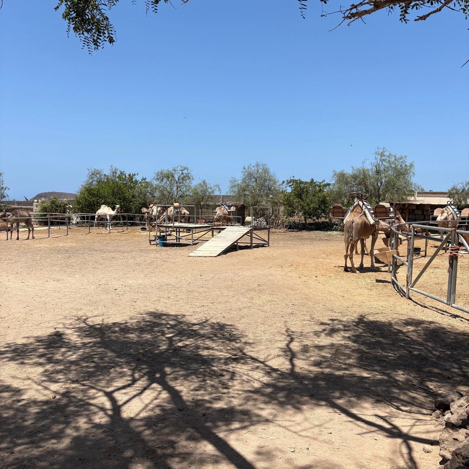 Kamelerlebnis auf Teneriffa | Camel Park