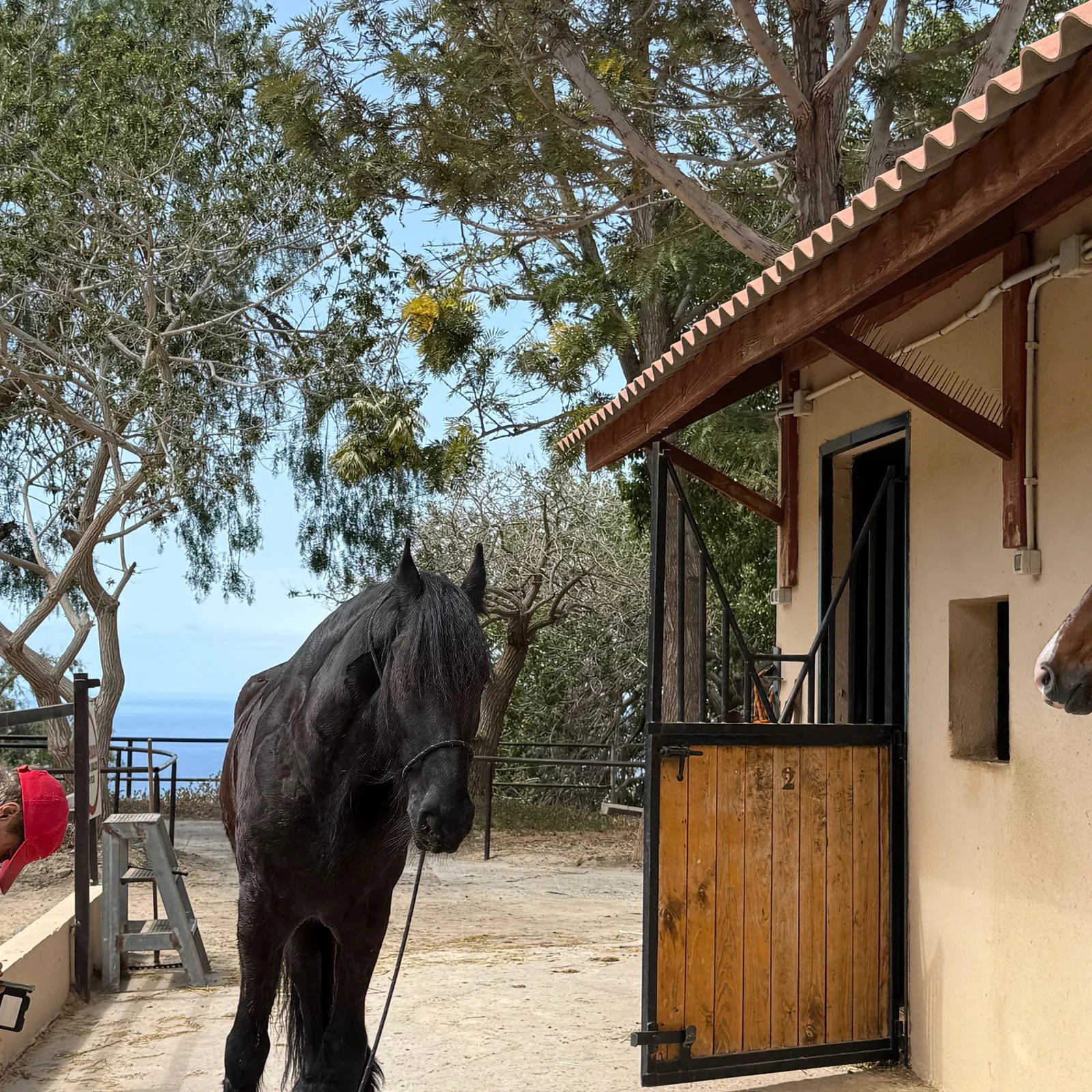 Una hora a caballo entre el océano y el paisaje volcánico de Tenerife