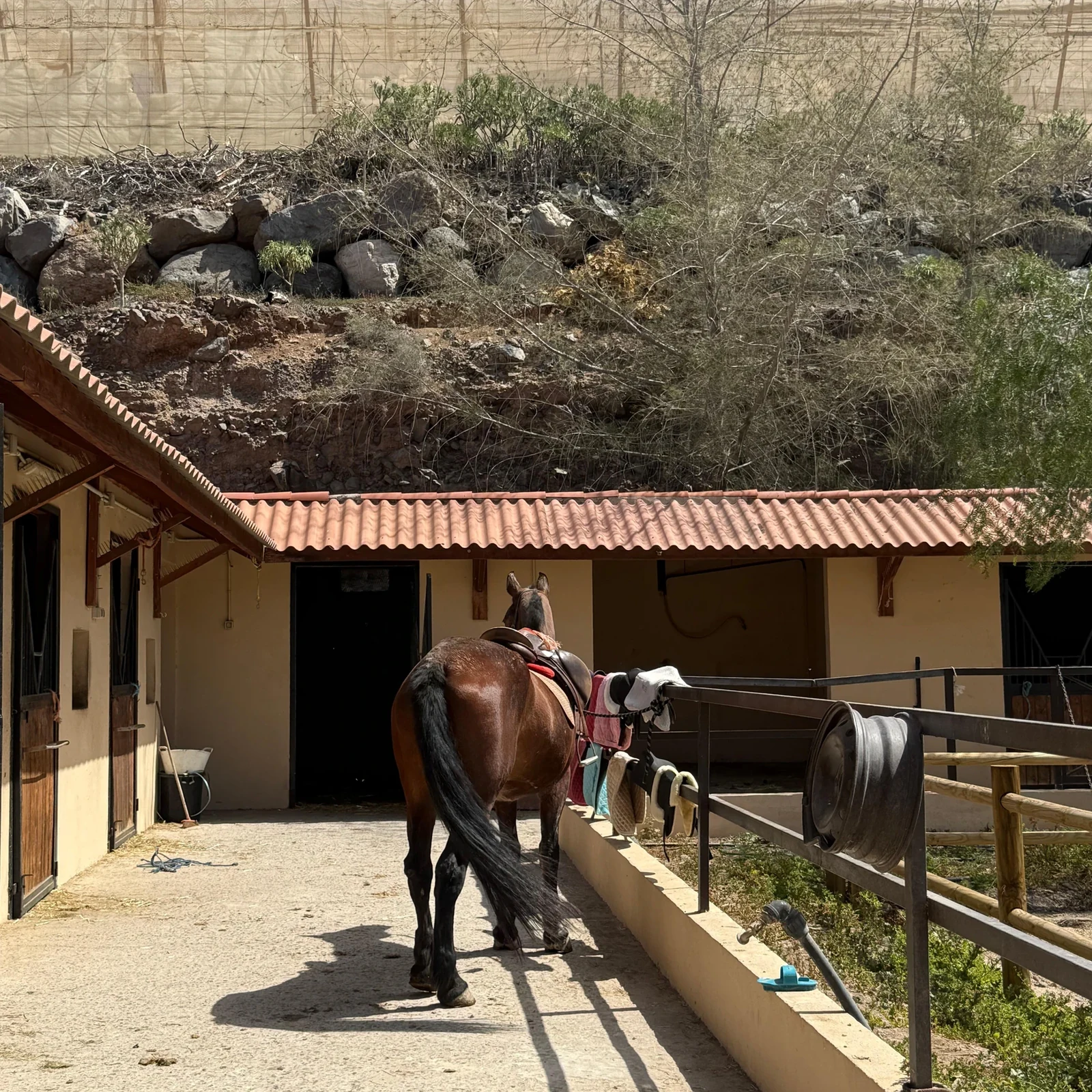 Paseo a caballo de 1 hora por el sur de Tenerife