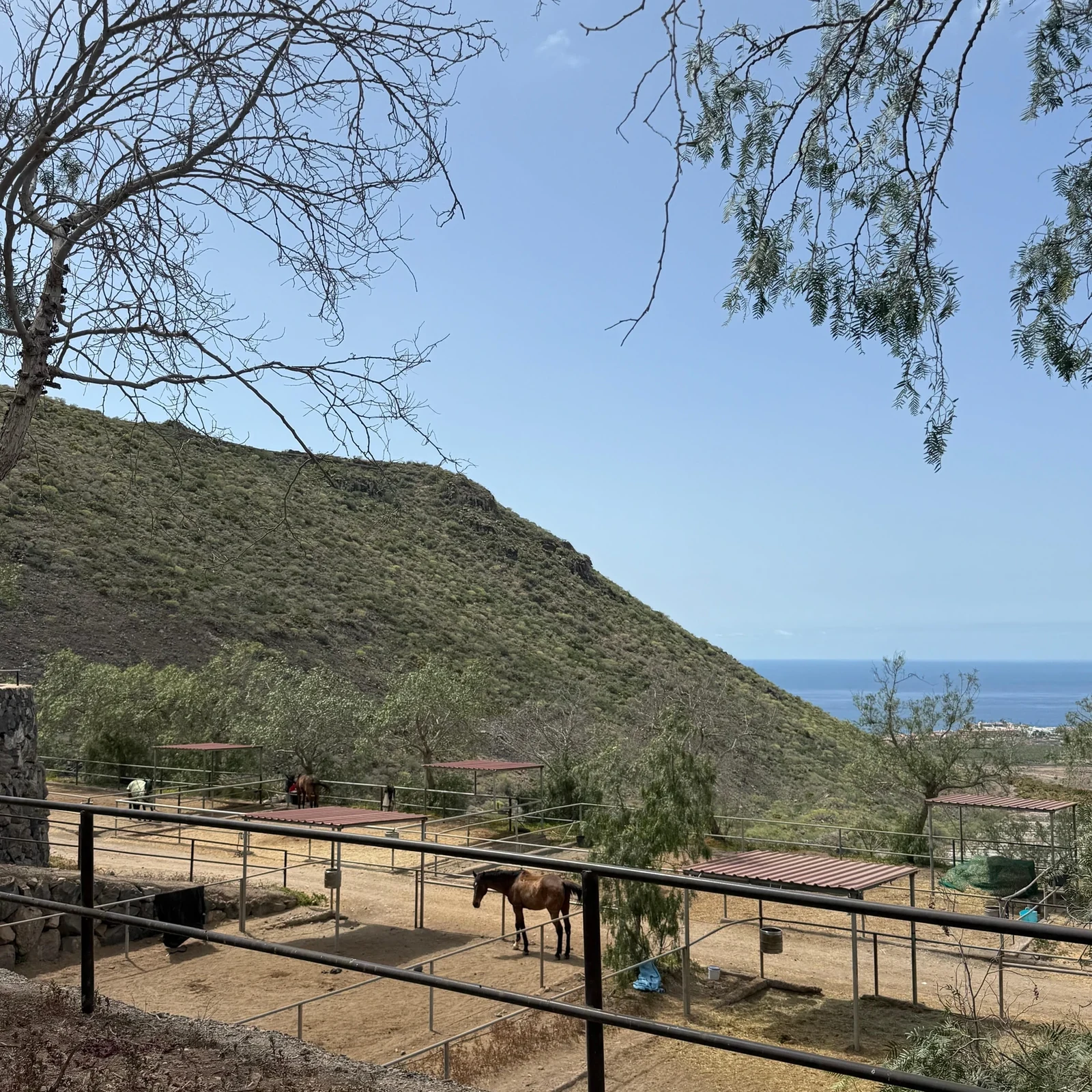 Paseo a caballo de 1 hora por el sur de Tenerife