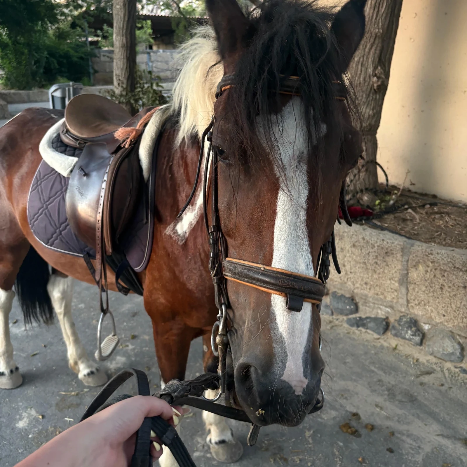 Paseo a caballo de 1 hora por el sur de Tenerife