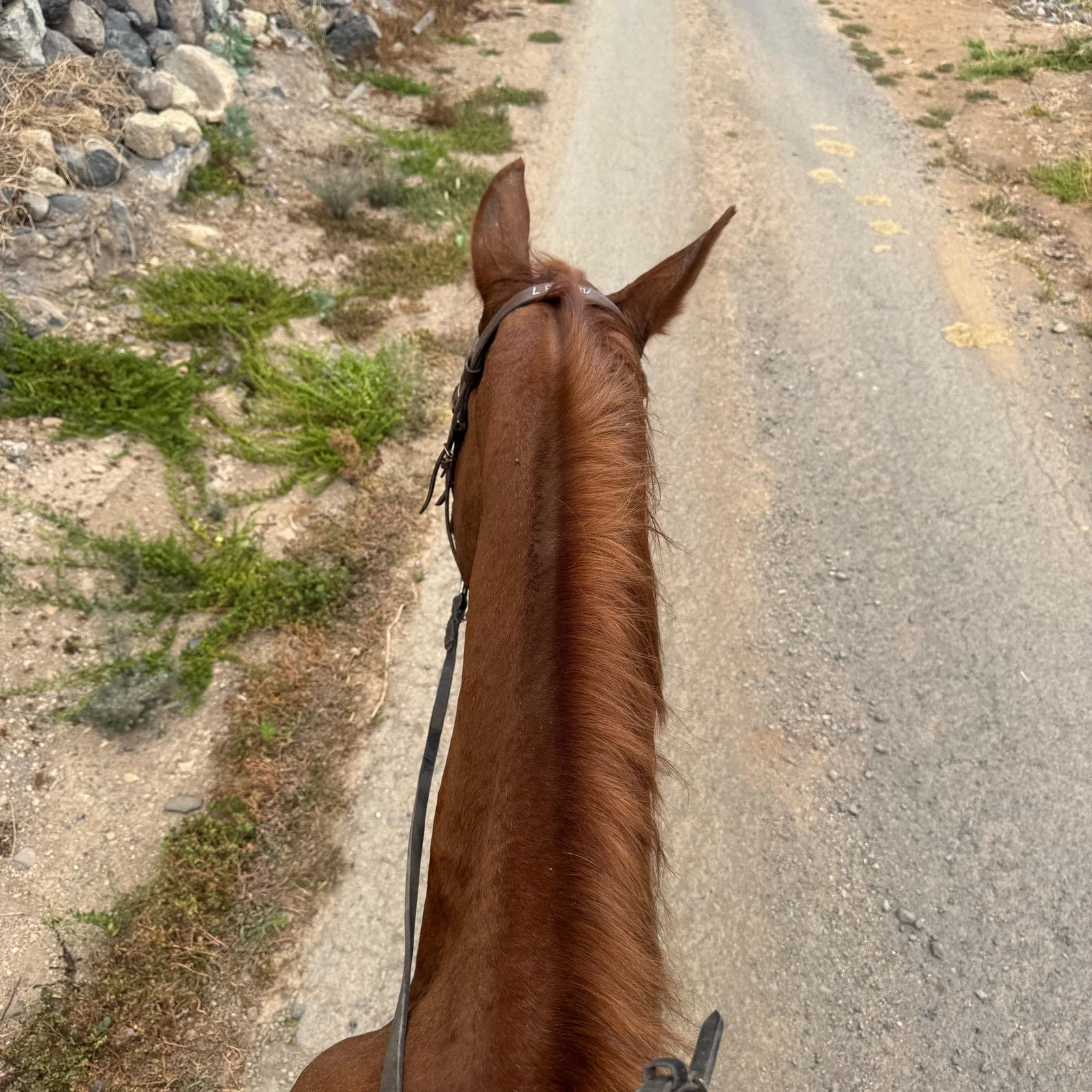 Paseo a caballo de 1 hora por el sur de Tenerife