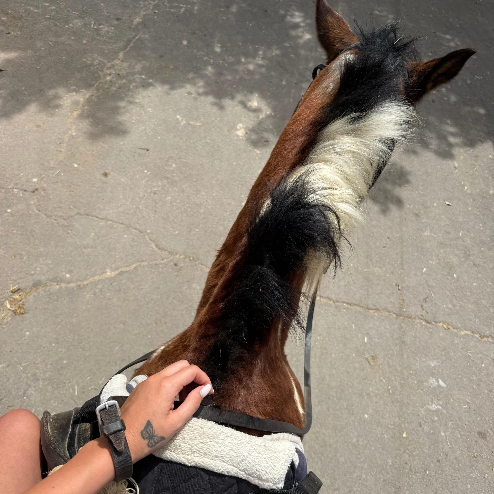 Paseo a caballo de 1 hora por el sur de Tenerife