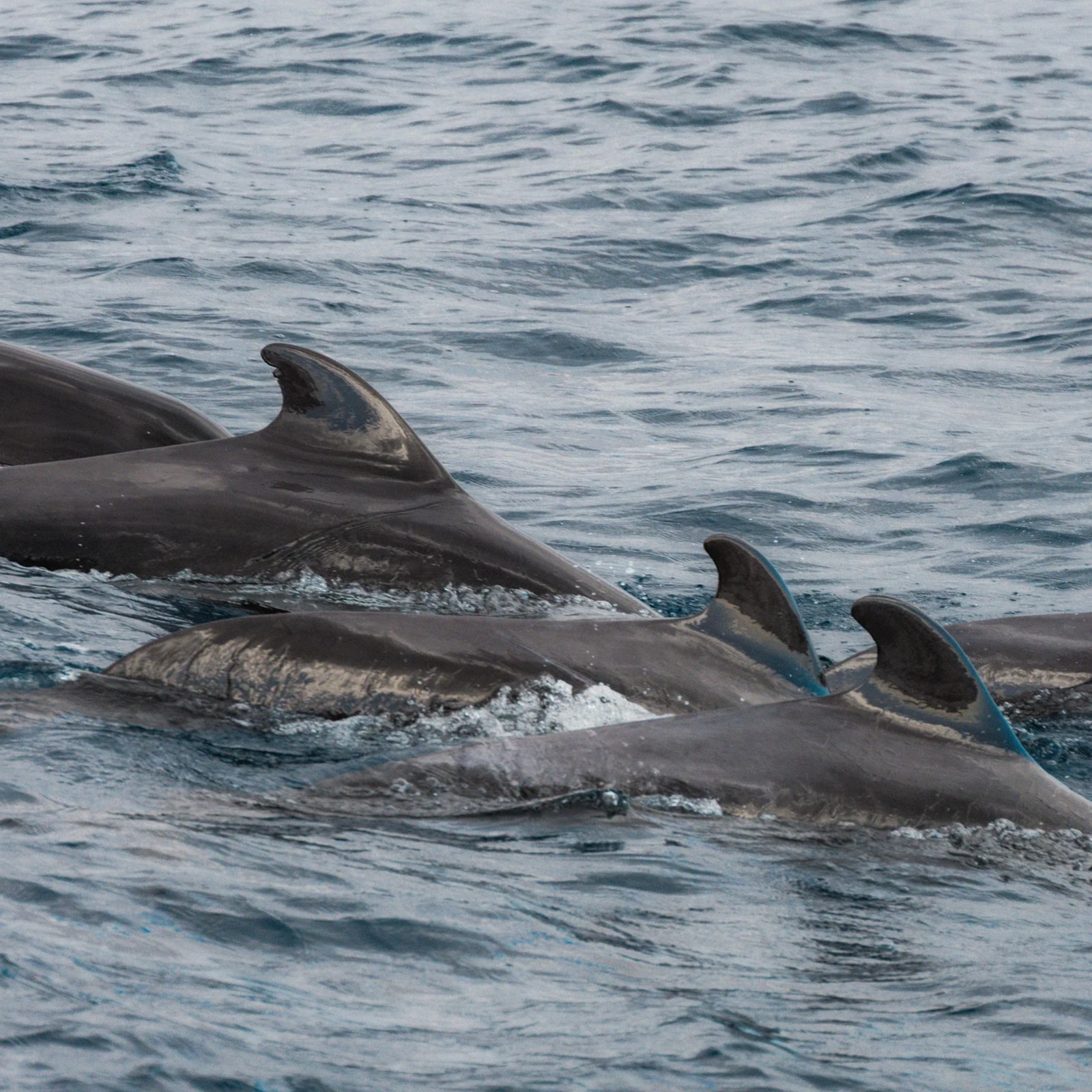 Search for whales and dolphins off Tenerife’s southern coast