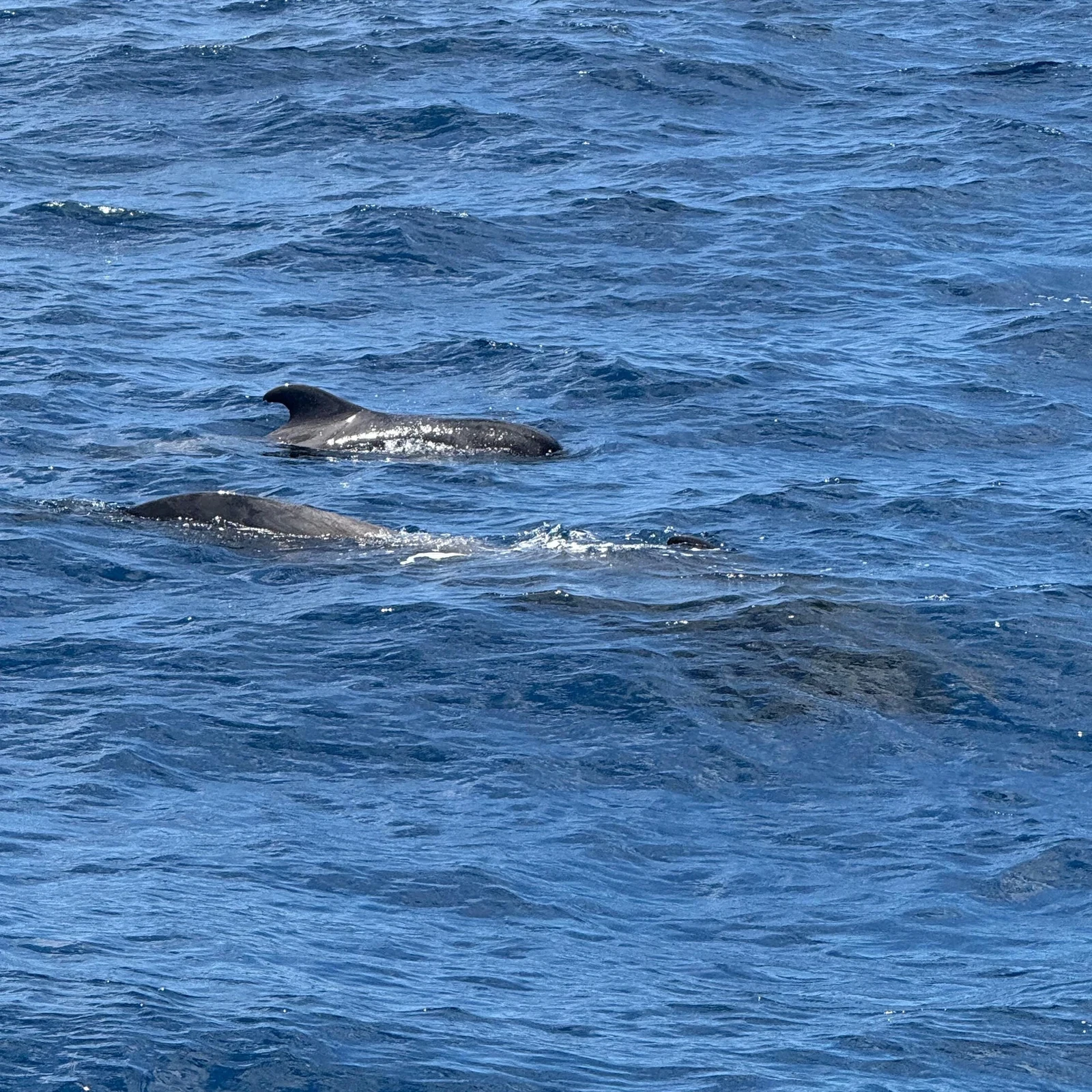 Safari d’observation des baleines en bateau dans le sud de Tenerife