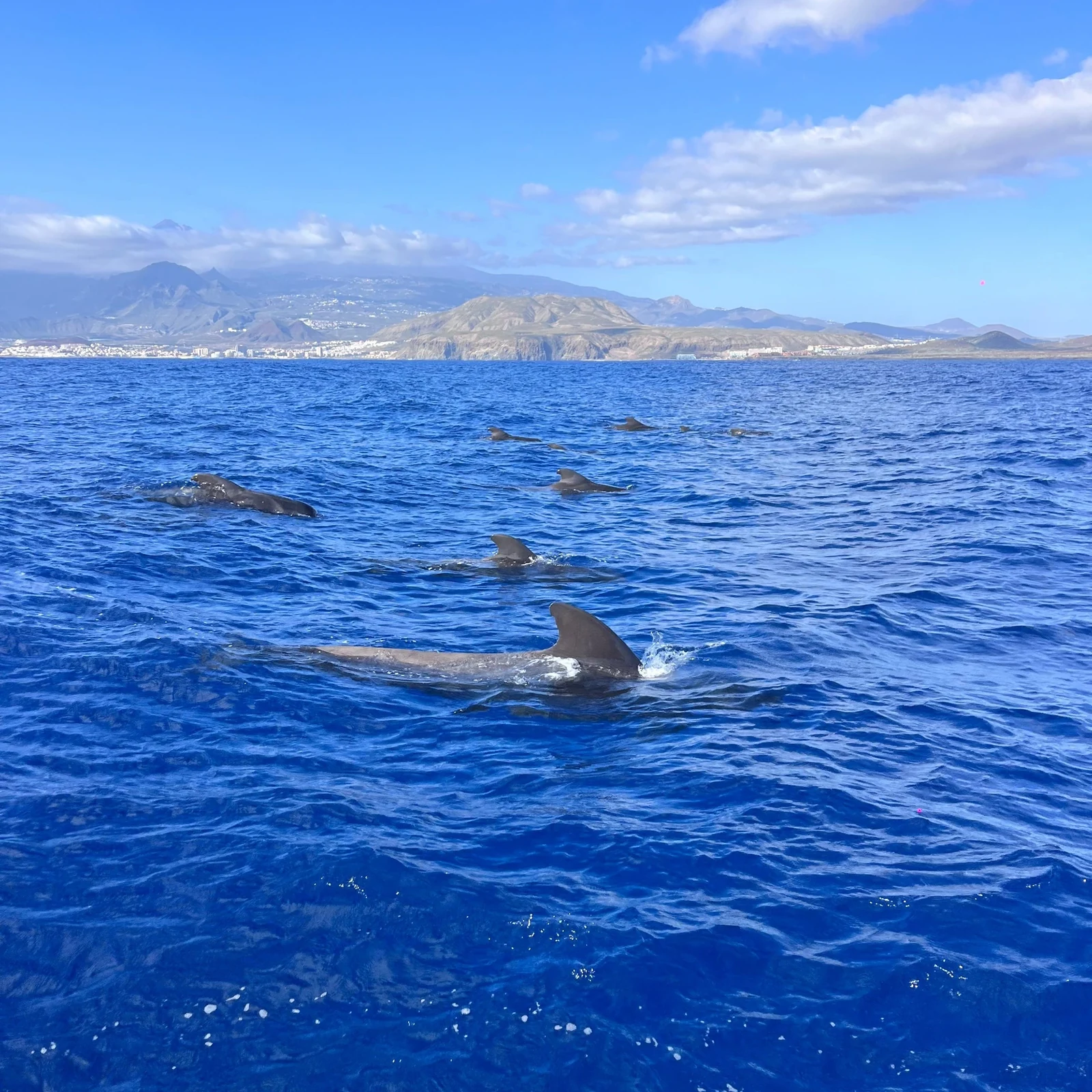 Safari d’observation des baleines en bateau dans le sud de Tenerife